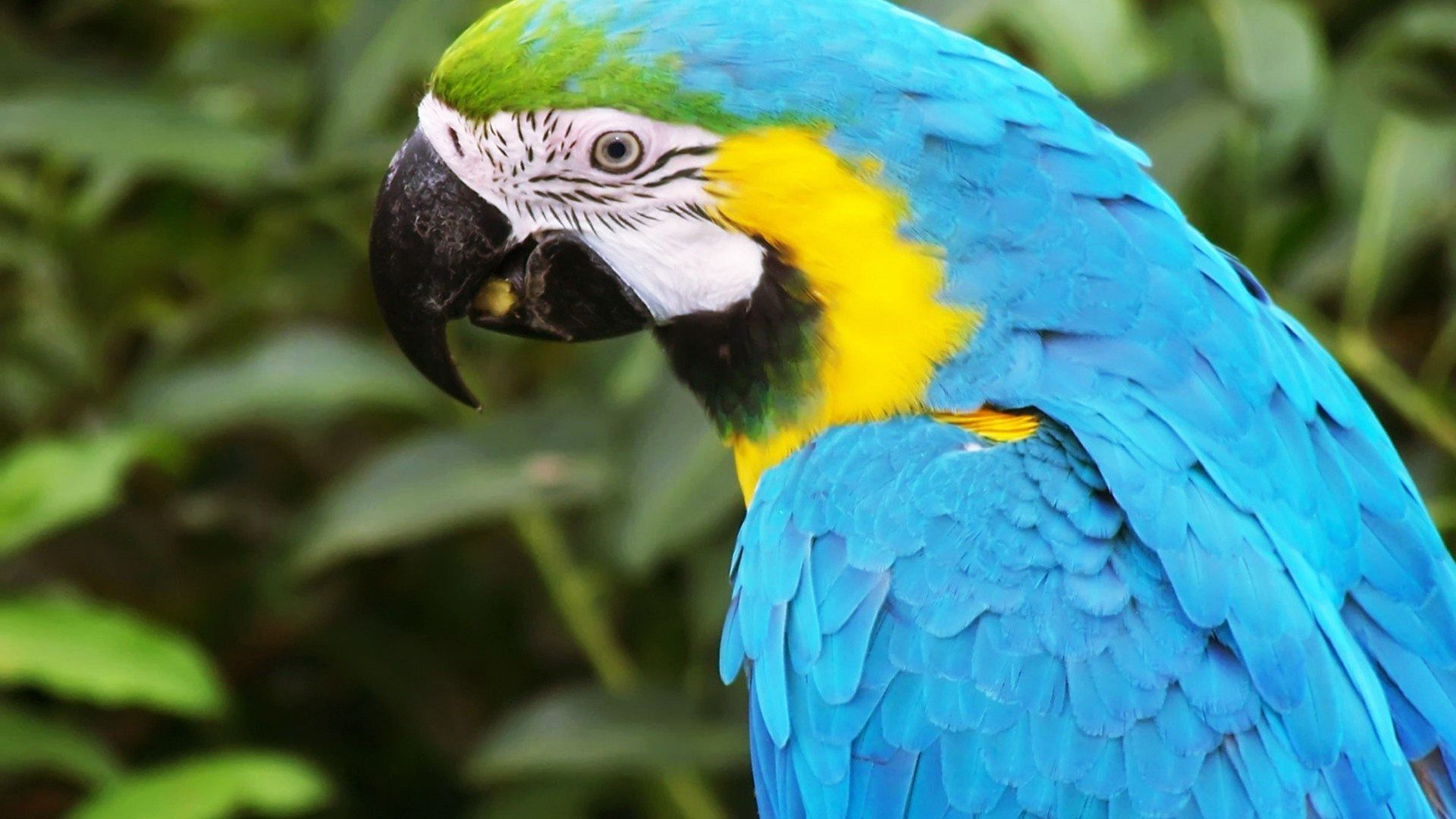 Macaw Parrot Desktop Picture Parrot Bird Download ...