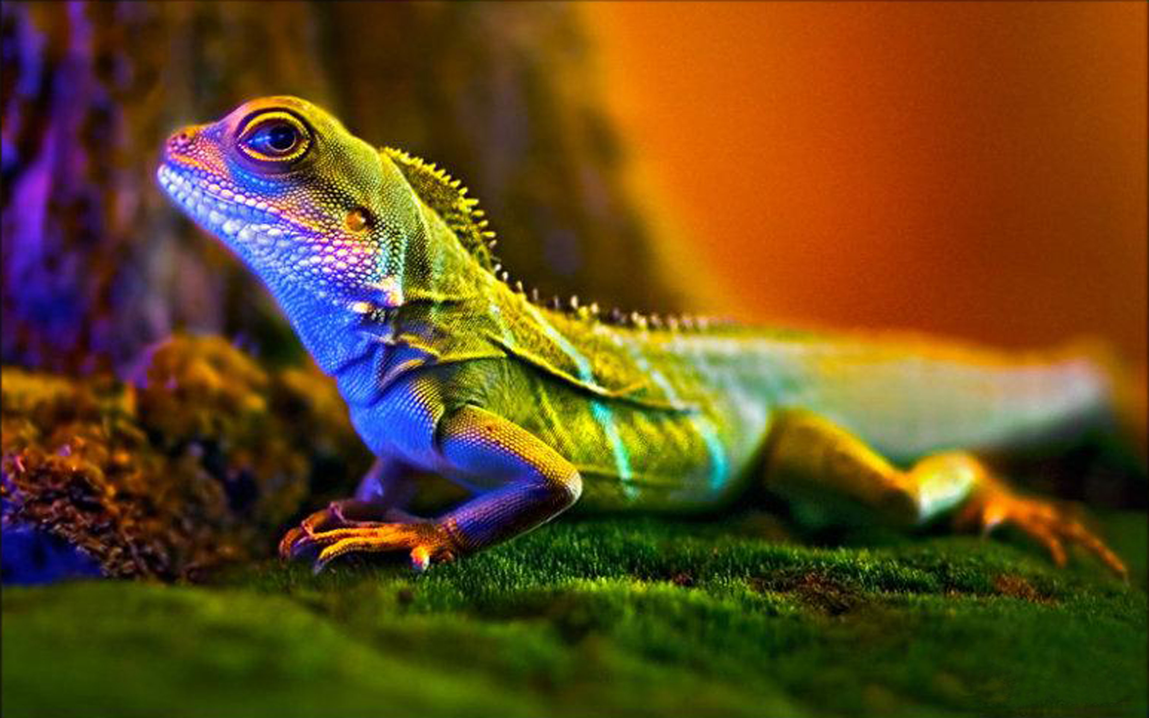 6000 Free Lizard  Dragon Images  Pixabay