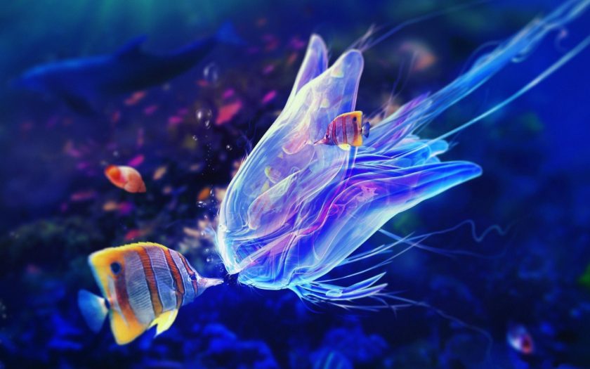 Marine Animals Sea Fish Jellyfish Ultra 3840x2160 Hd Wallpaper :  