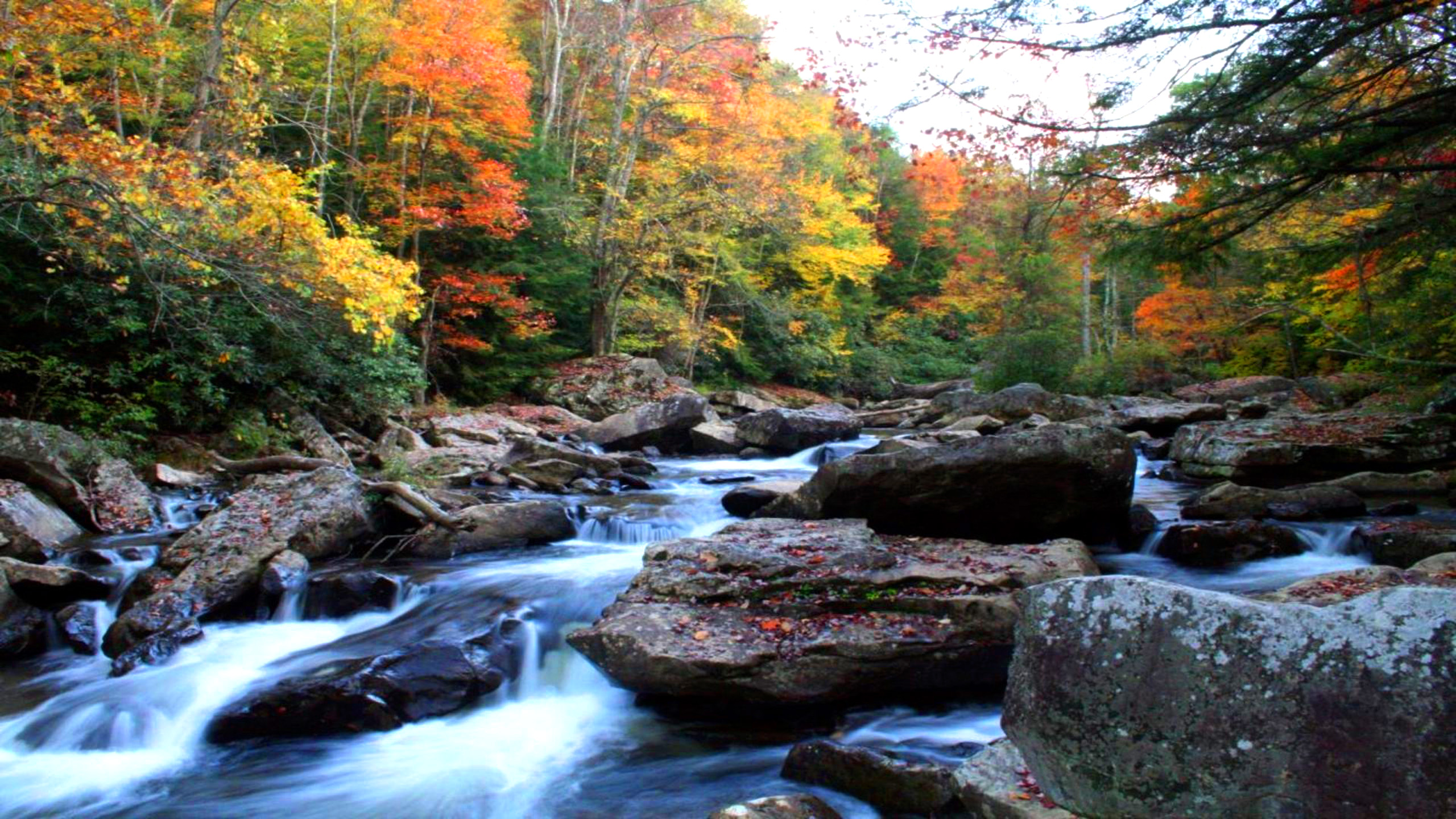 Natural Autumn Mountain River Rock Noise Yellow And Red Leaves