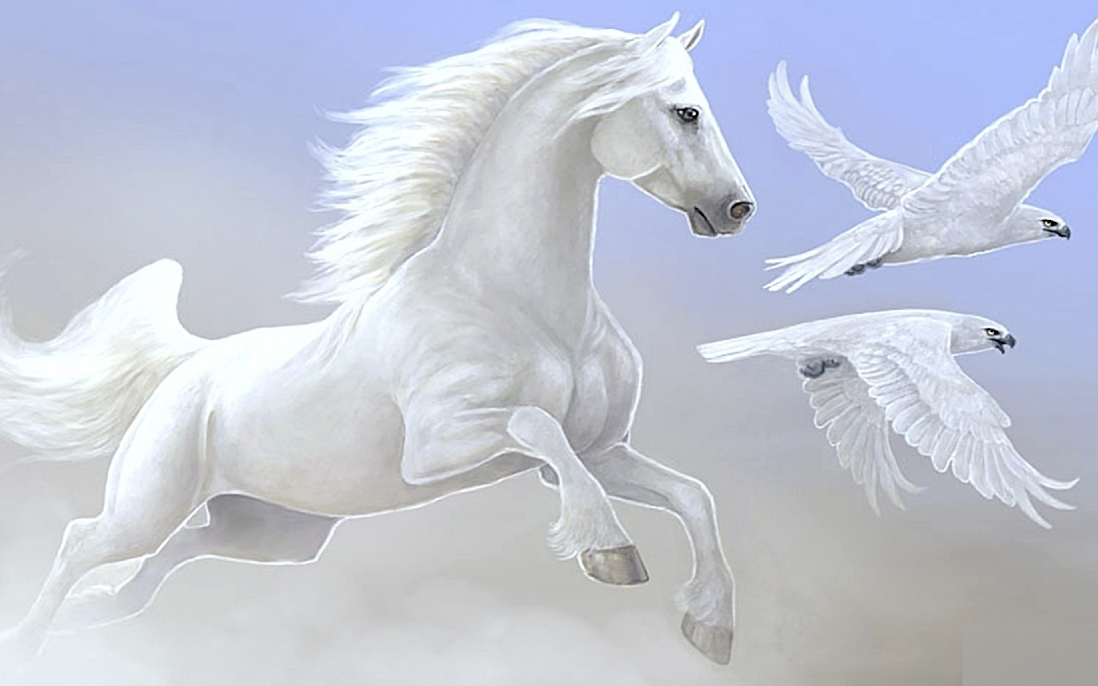 Nice White Horse Parrot Desktop Wallpapers Hd : 