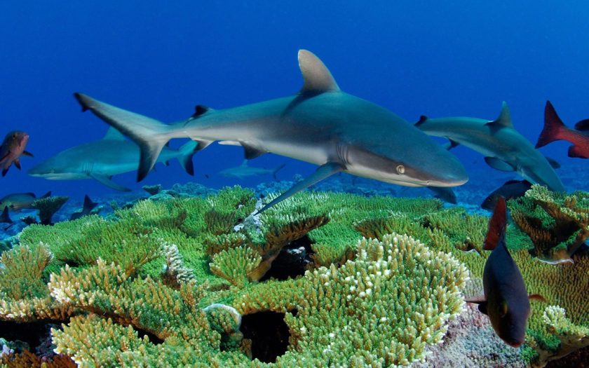 Ocean Underwater World Fish Sharks Reef Desktop Wallpaper Hd :  
