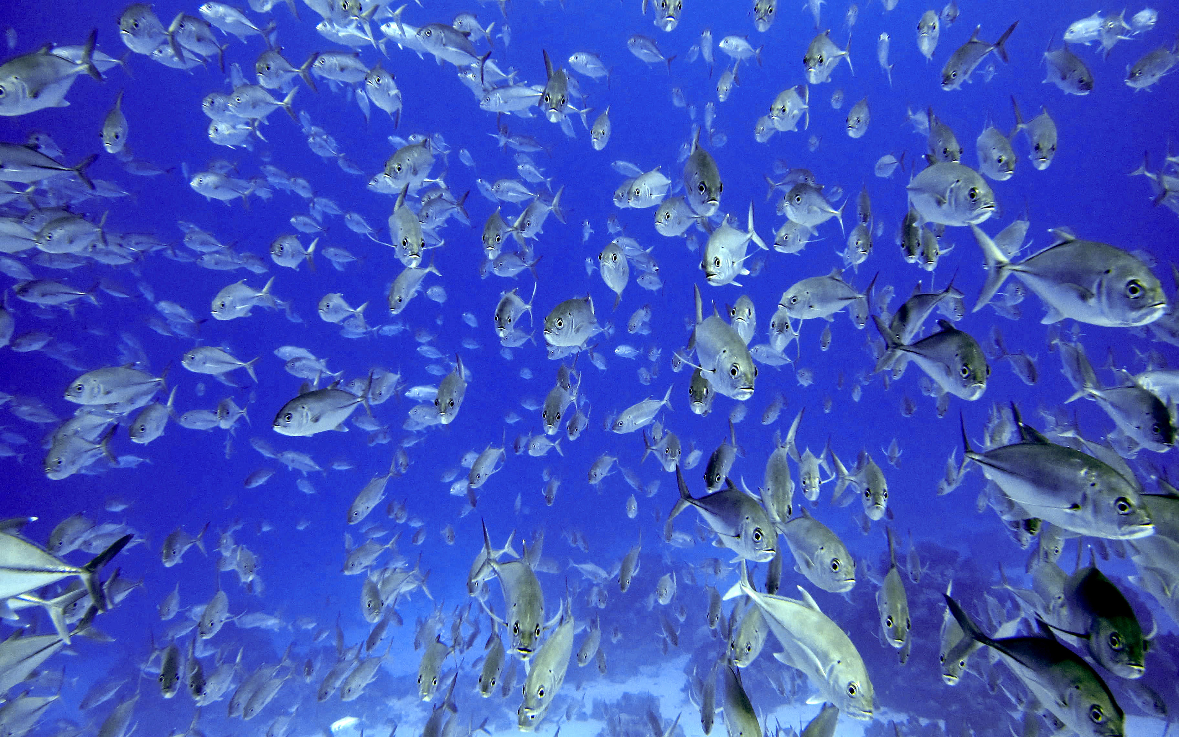 Видеть много рыб в прозрачной воде