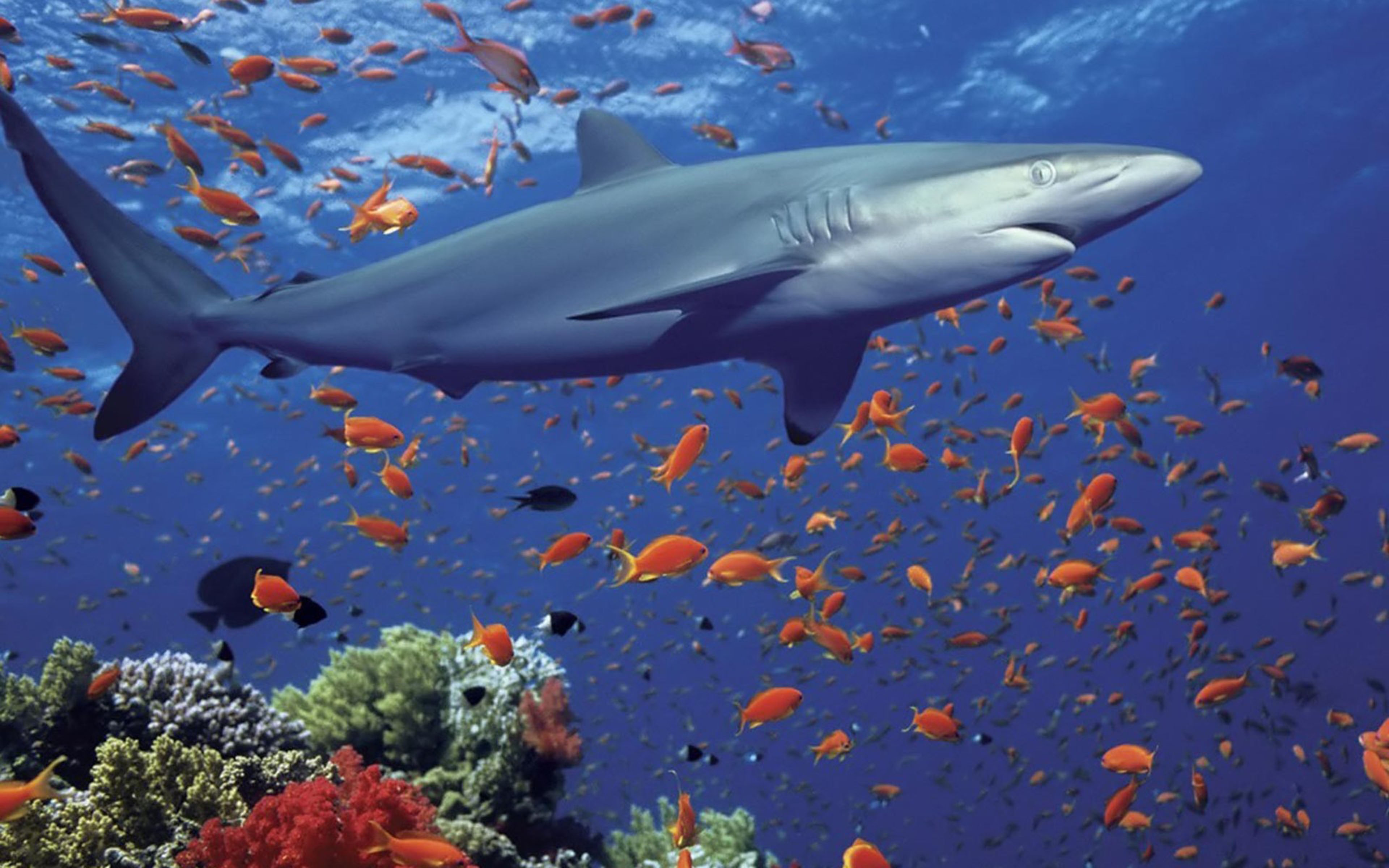 Ocean shark. Голубая рифовая акула. Рифовые акулы на Мальдивах. Рифовая акула Австралия. Рифовая акула в Красном море.