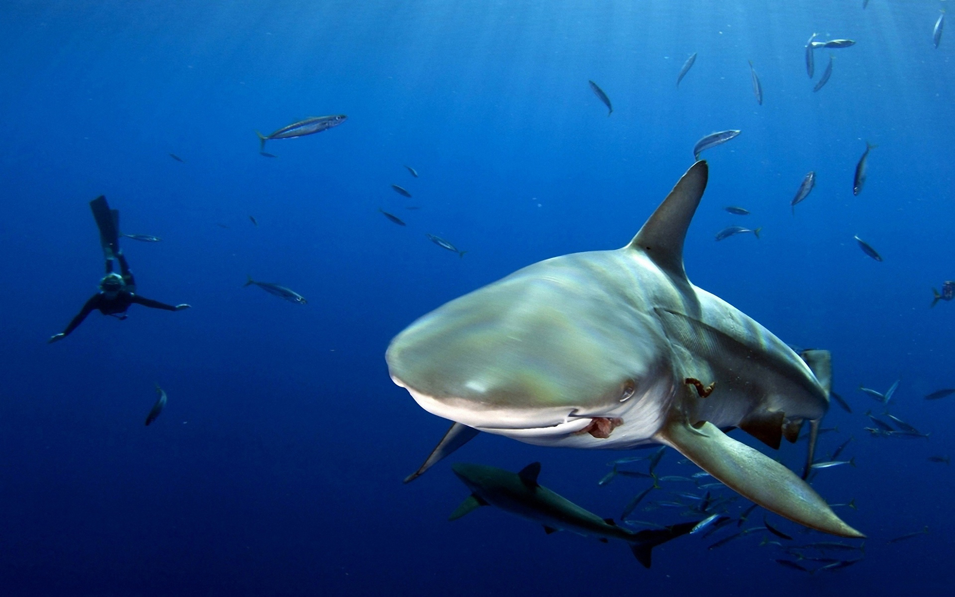 Есть ли в океане акулы. Черноперая акула. Хрящевые рыбы акула тигровая. Хрящевые рыбы акула белая. Акулы Средиземного моря.