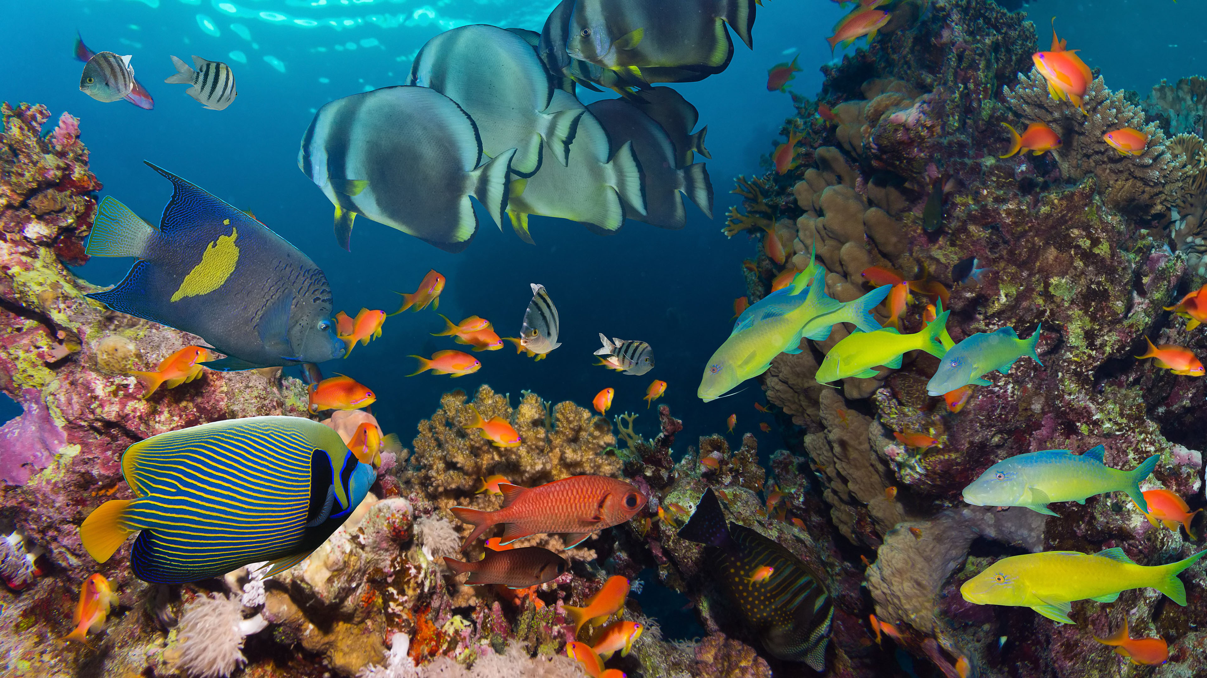 Ocean Underwater Tropical Reef Fish Colorful Coral Wallpaper Hd