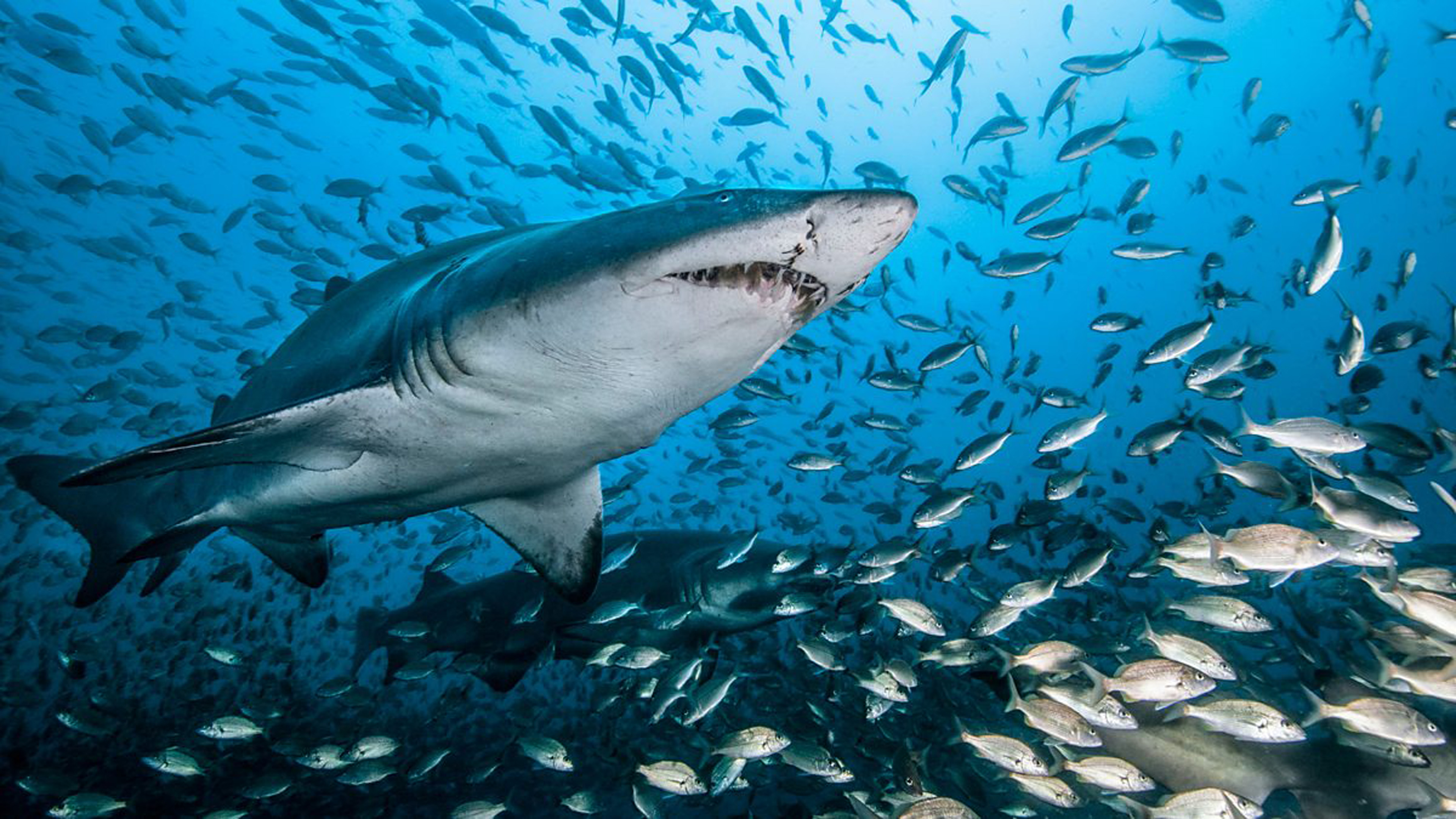 Ocean Underwater World Shark Fish Water Beautiful Hd Wallpaper For