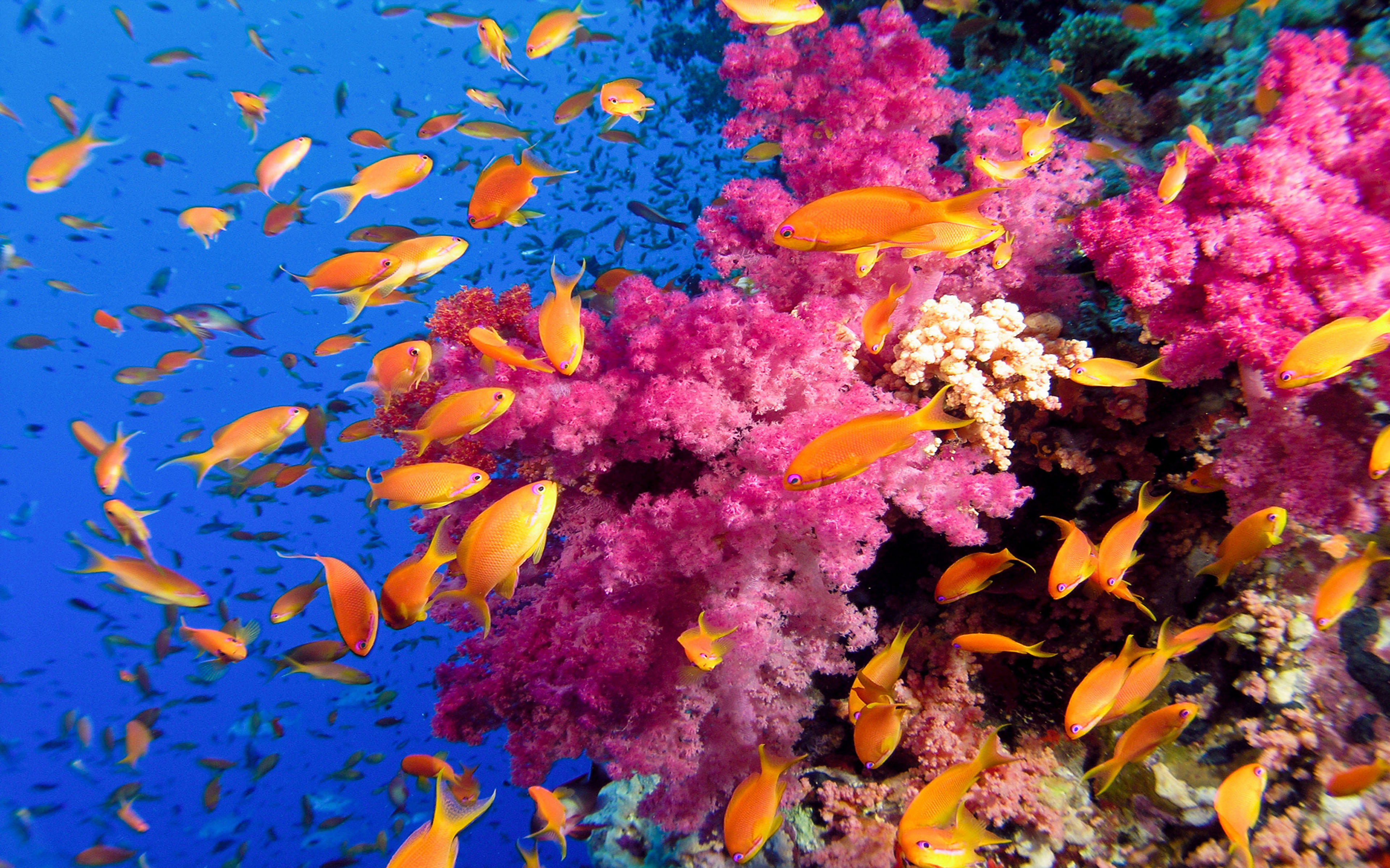 Coral Reef HD Wallpaper