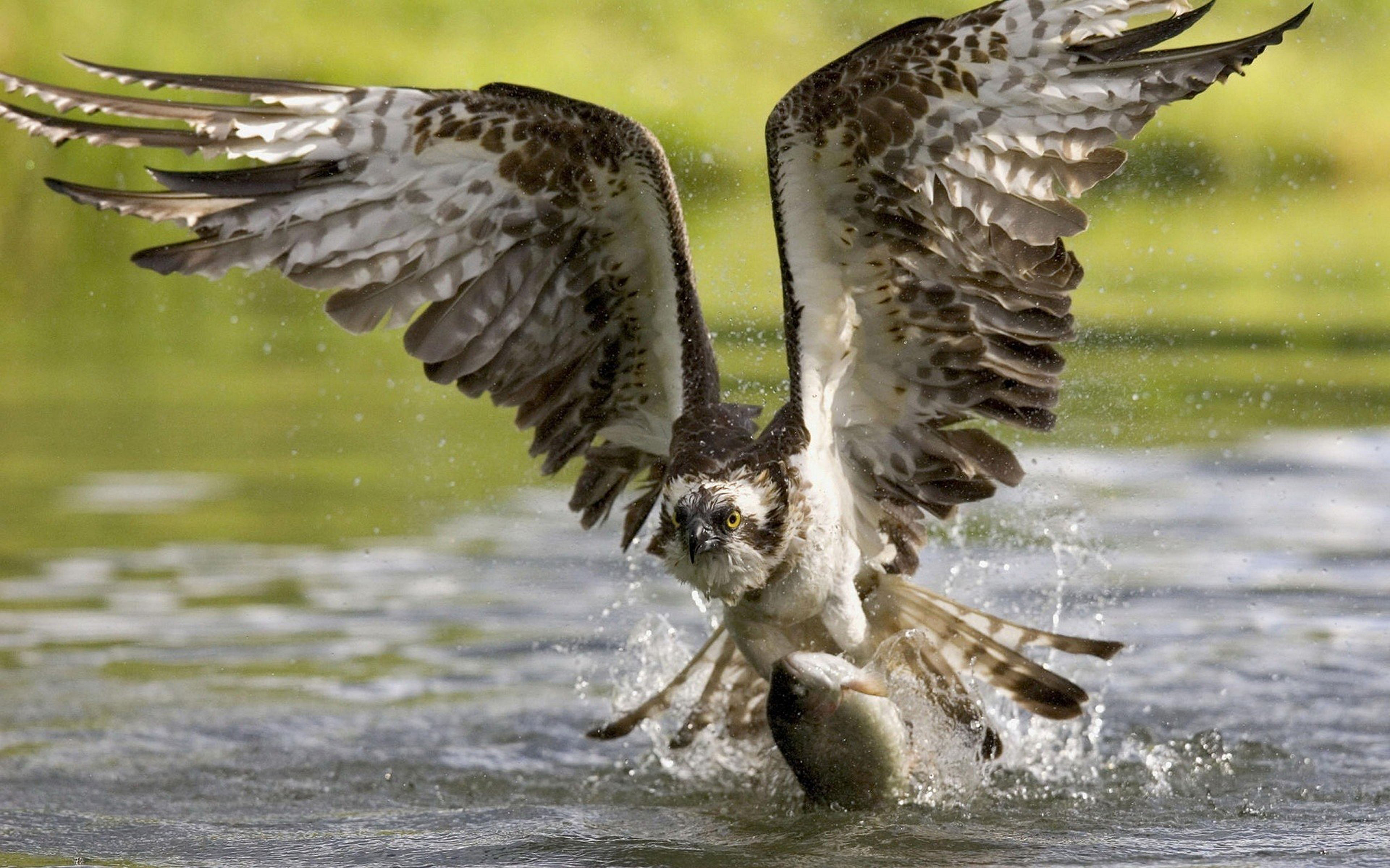 Osprey Hawk Birds Of Prey Water Hunting Fish : Wallpapers13.com