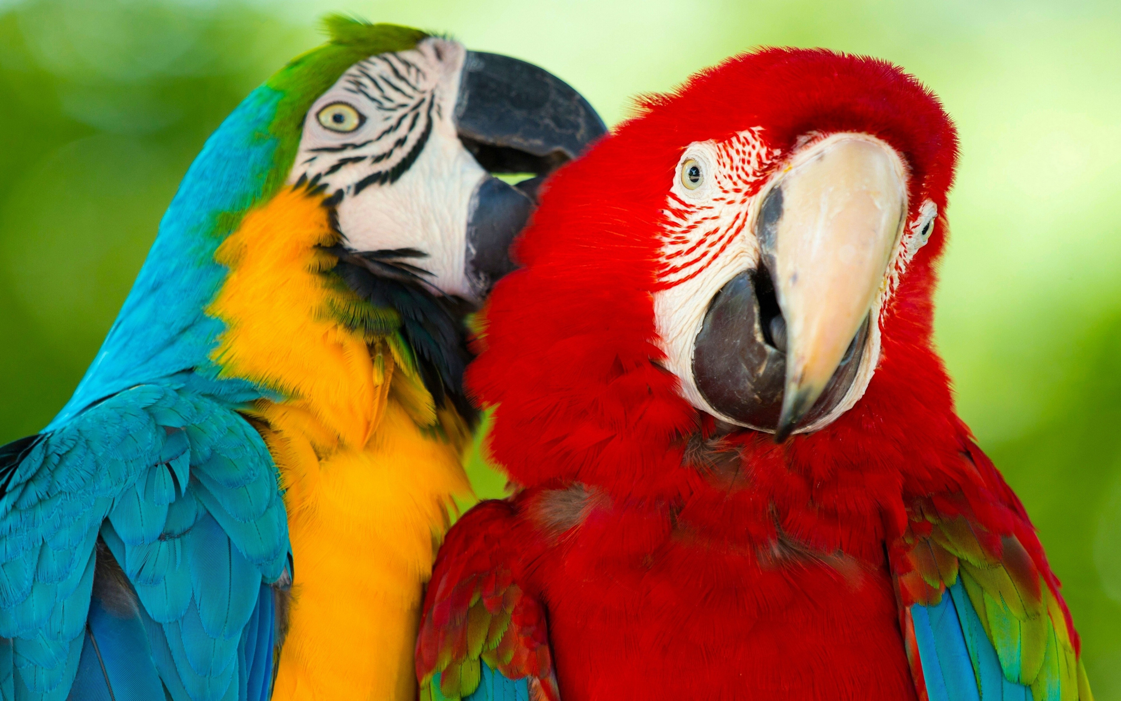 Parrot Macaw Bird Hd Wallpaper Background Mobile Phone Laptop 3840x2400 :  