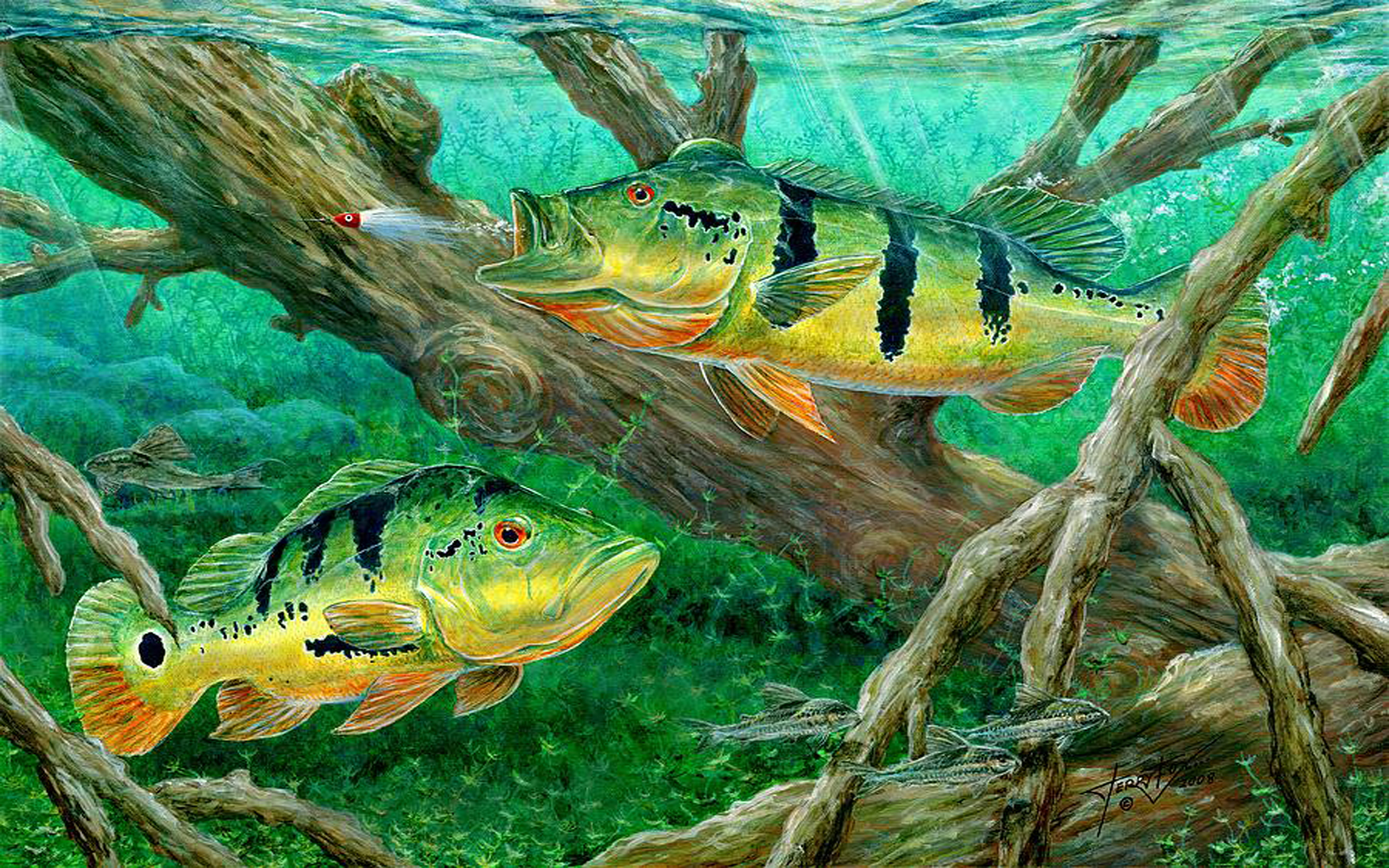 Peacock Bass Fishing On Canvas Wallpaper Hd 