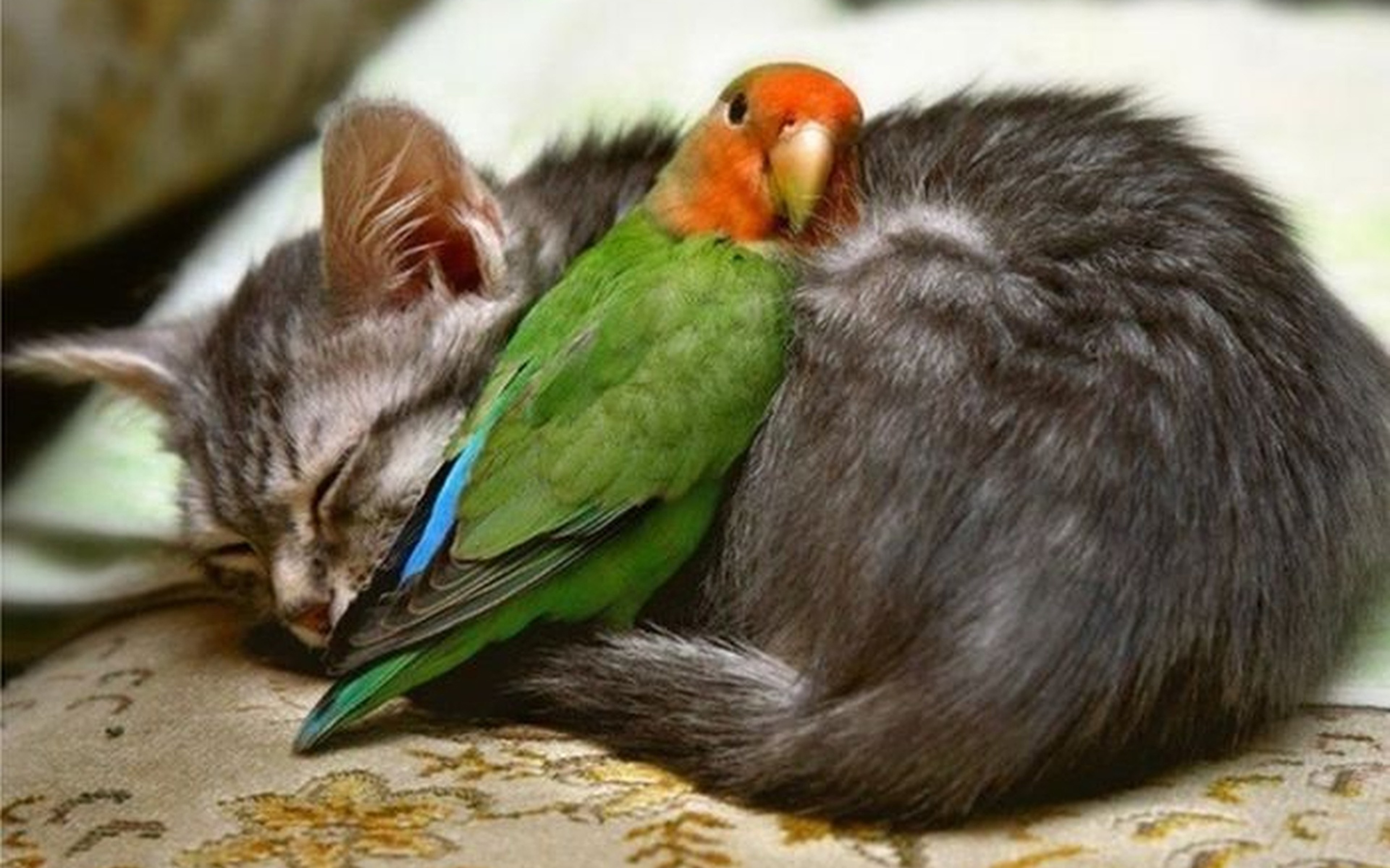 Спокойной ночи птичка. Неразлучник попугай и кот. Неразлучники попугаи. Дружба животных. Необычная Дружба животных.
