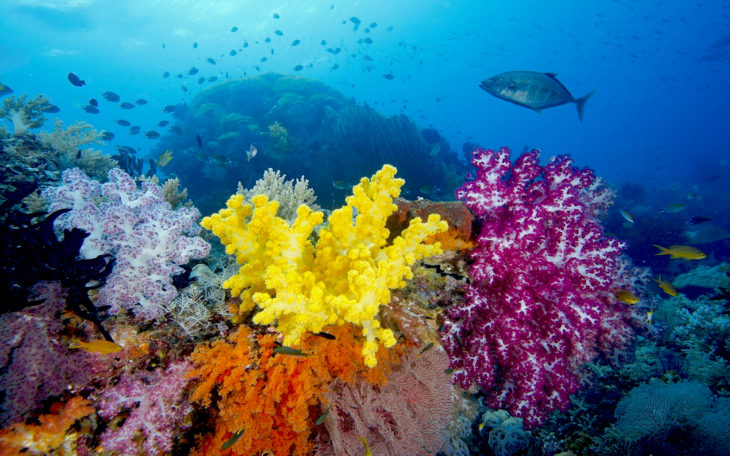 Raja Ampat Underwater Photo Tropical Colorful Fish Coral Coral Reefs ...