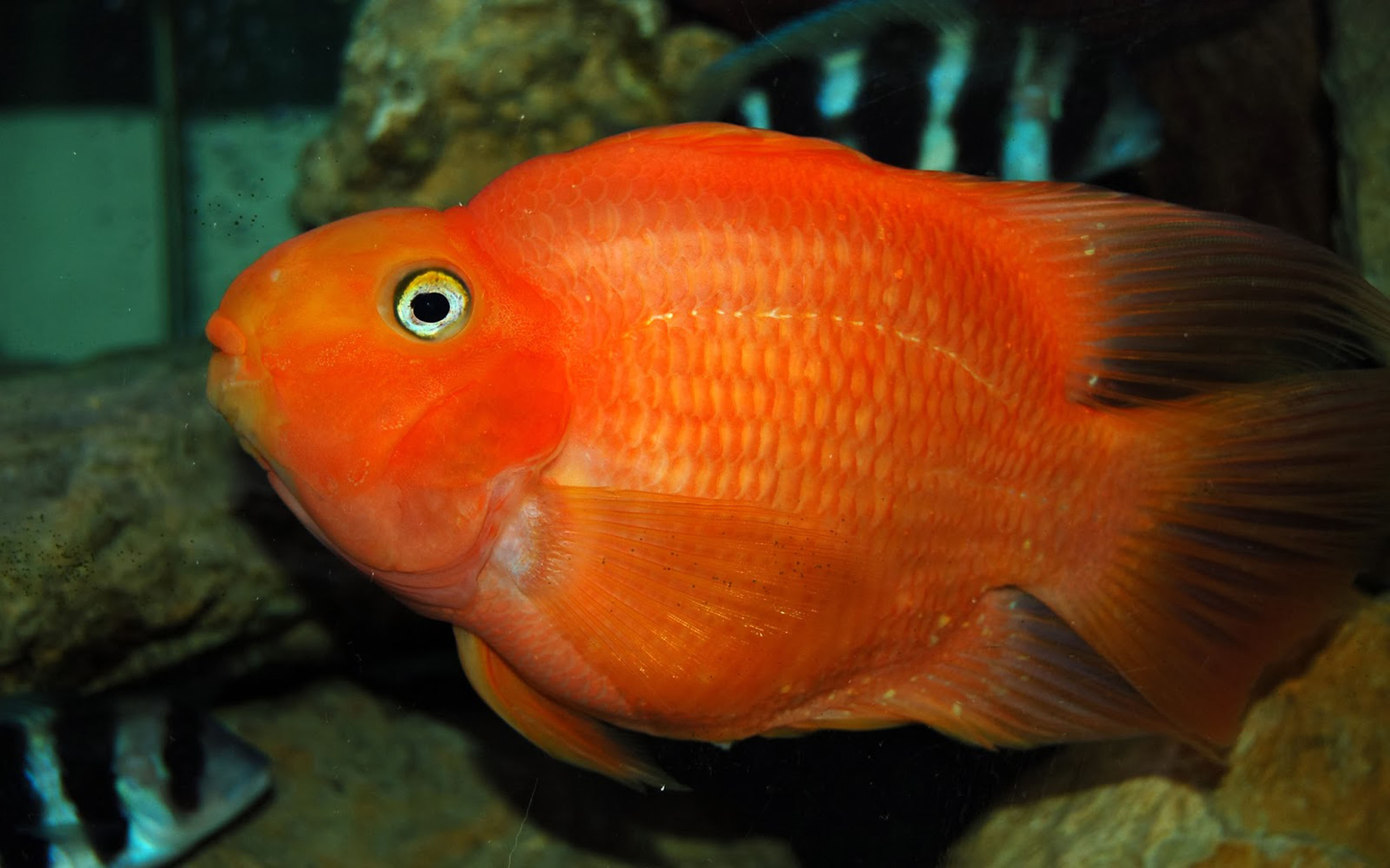 Оранжевая аквариумная рыбка. Цихлида попугай красный. Ред Паррот цихлида. Аквариумная рыбка цихлида попугай. Цихлазома красный попугай.