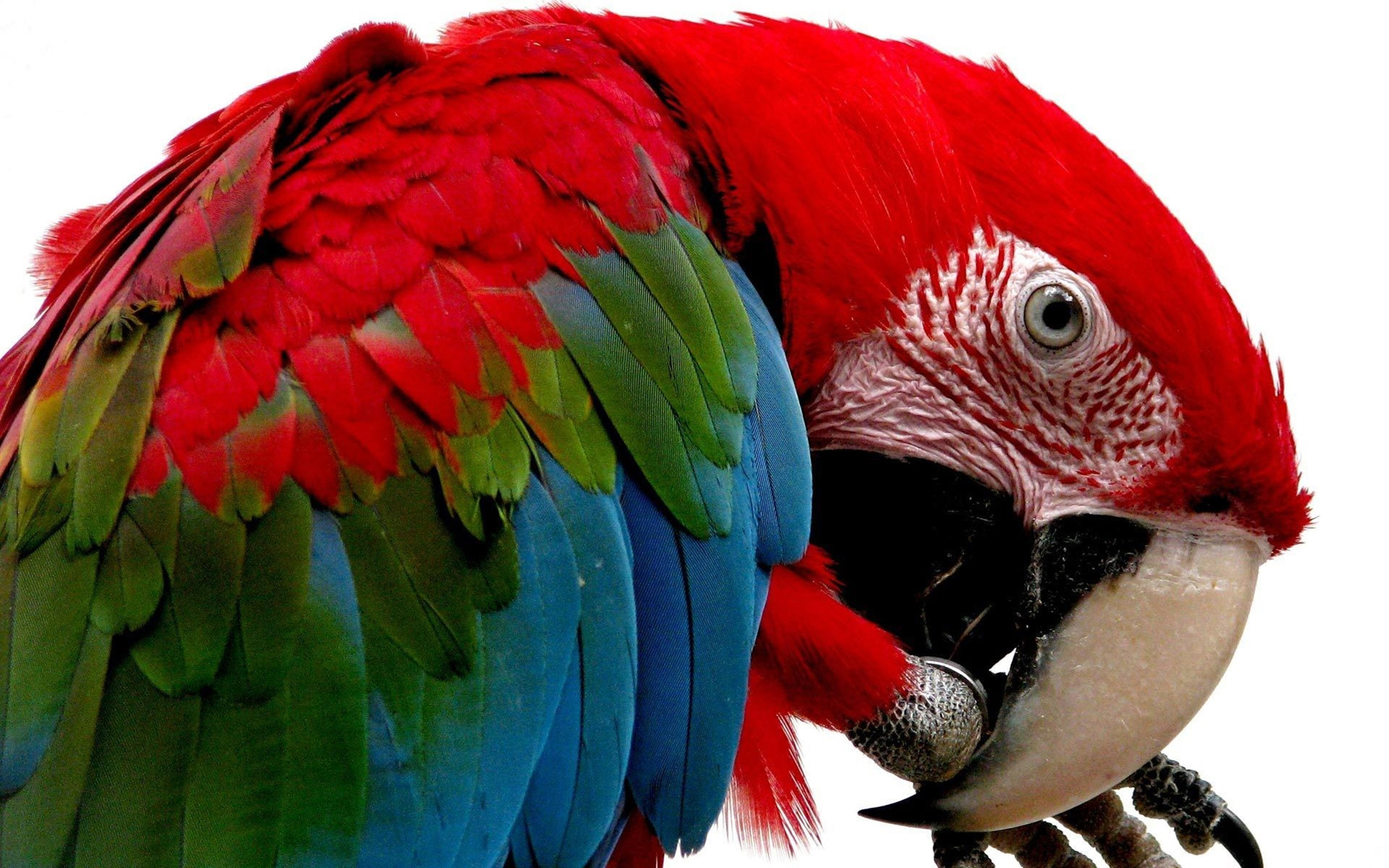 I ve parrot. Попугай ара. Попугай жако зеленый. Какаду и ара. Красный ямайский ара.