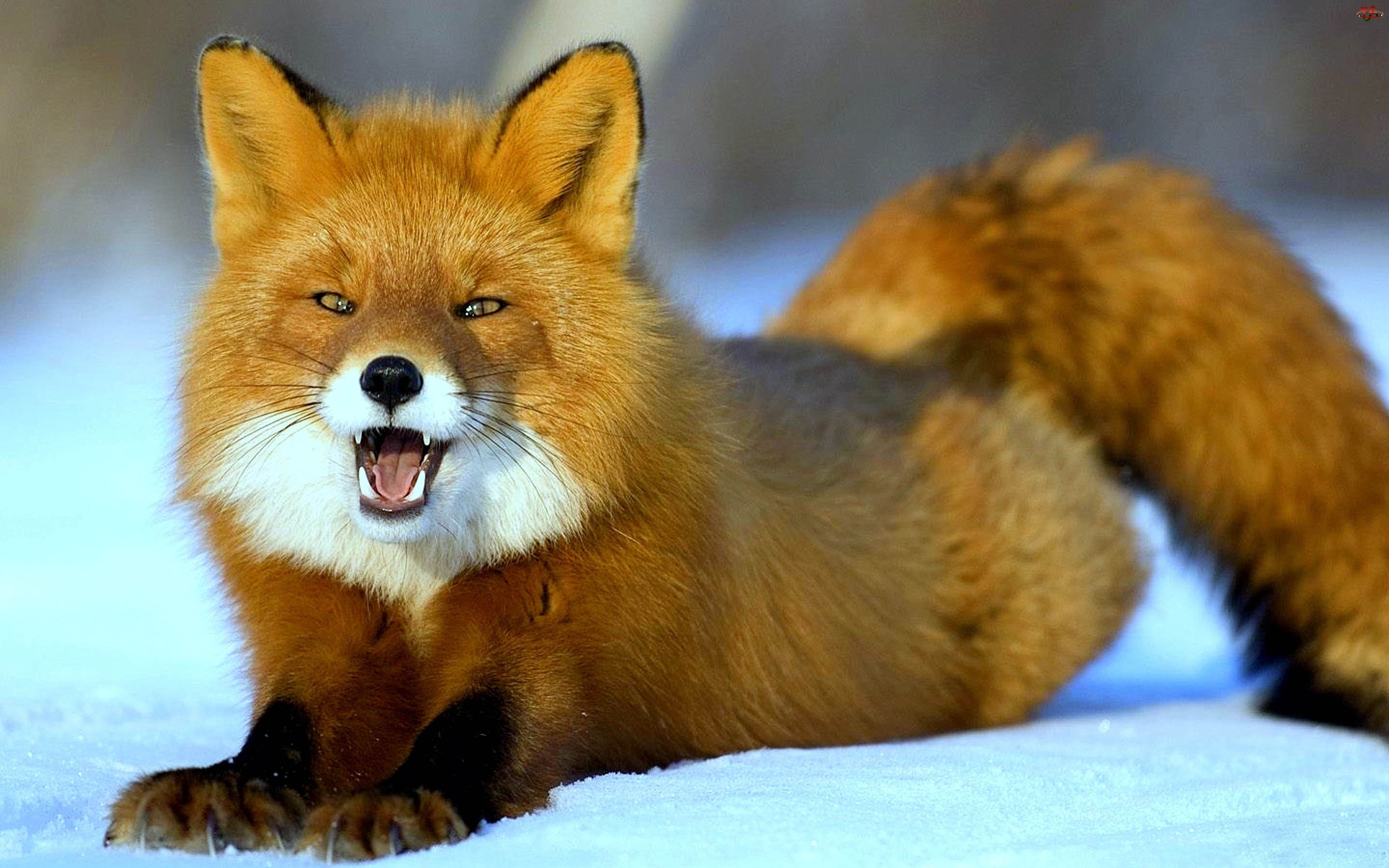 Fluffy fox. Лиса. Хитрая лиса. Красивые лисы. Рыжие лисы.