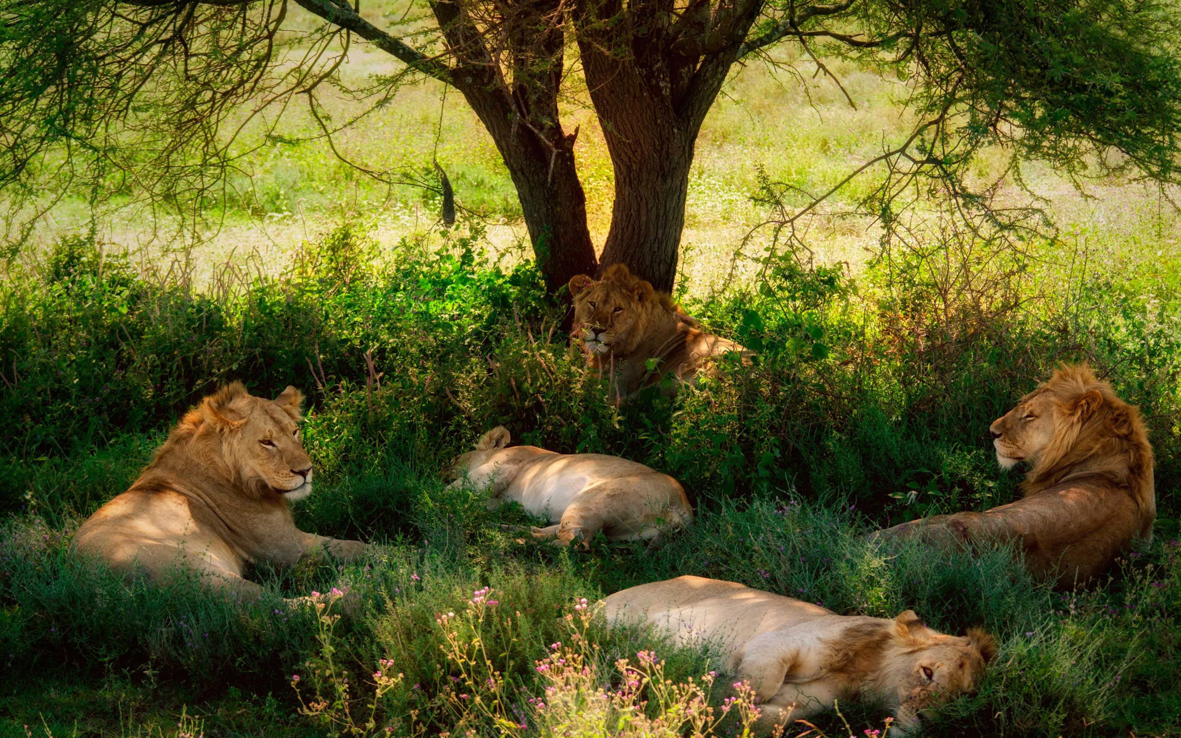 Savanna Africa Lions Tree Shade Grass Hd Wallpaper : Wallpapers13.com