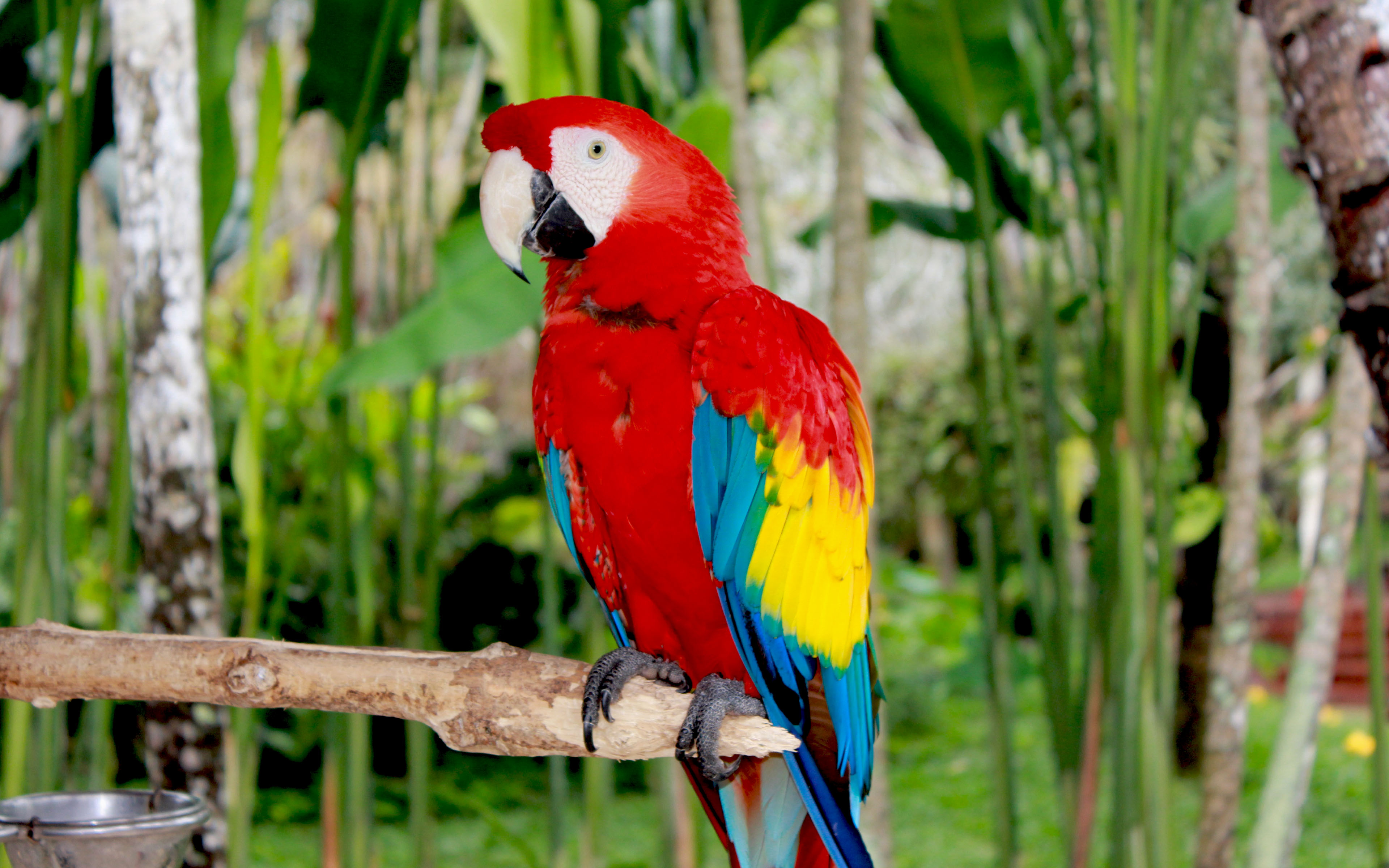 Scarlet Macaw Colored Parrots, Wallpaper For Your Mobile And Pc