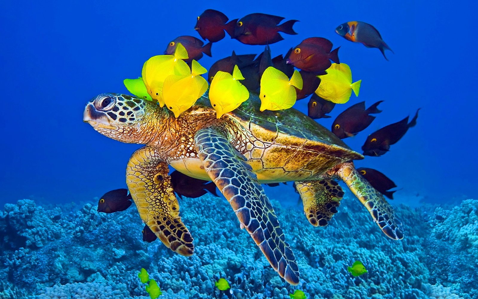 Sea Turtle And Fish Wallpaper Hd For Laptop Mobile Phone Wallpapers13.com