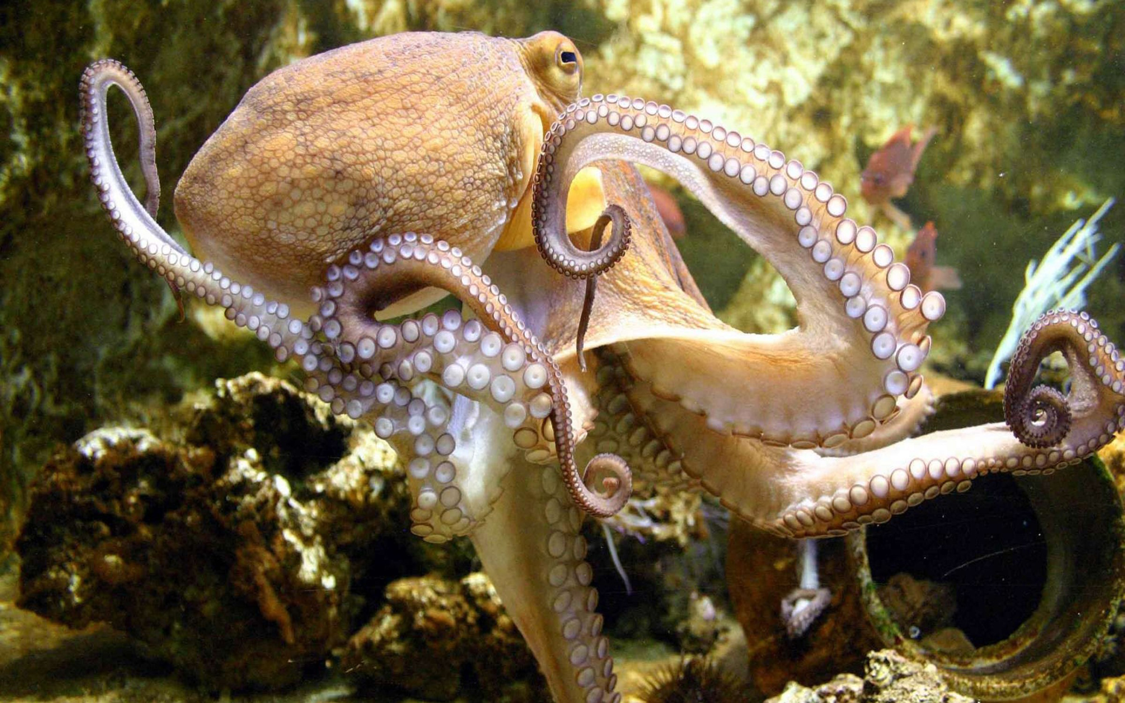 Sea Animals Octopuses Wallpaper Hd : Wallpapers13.com