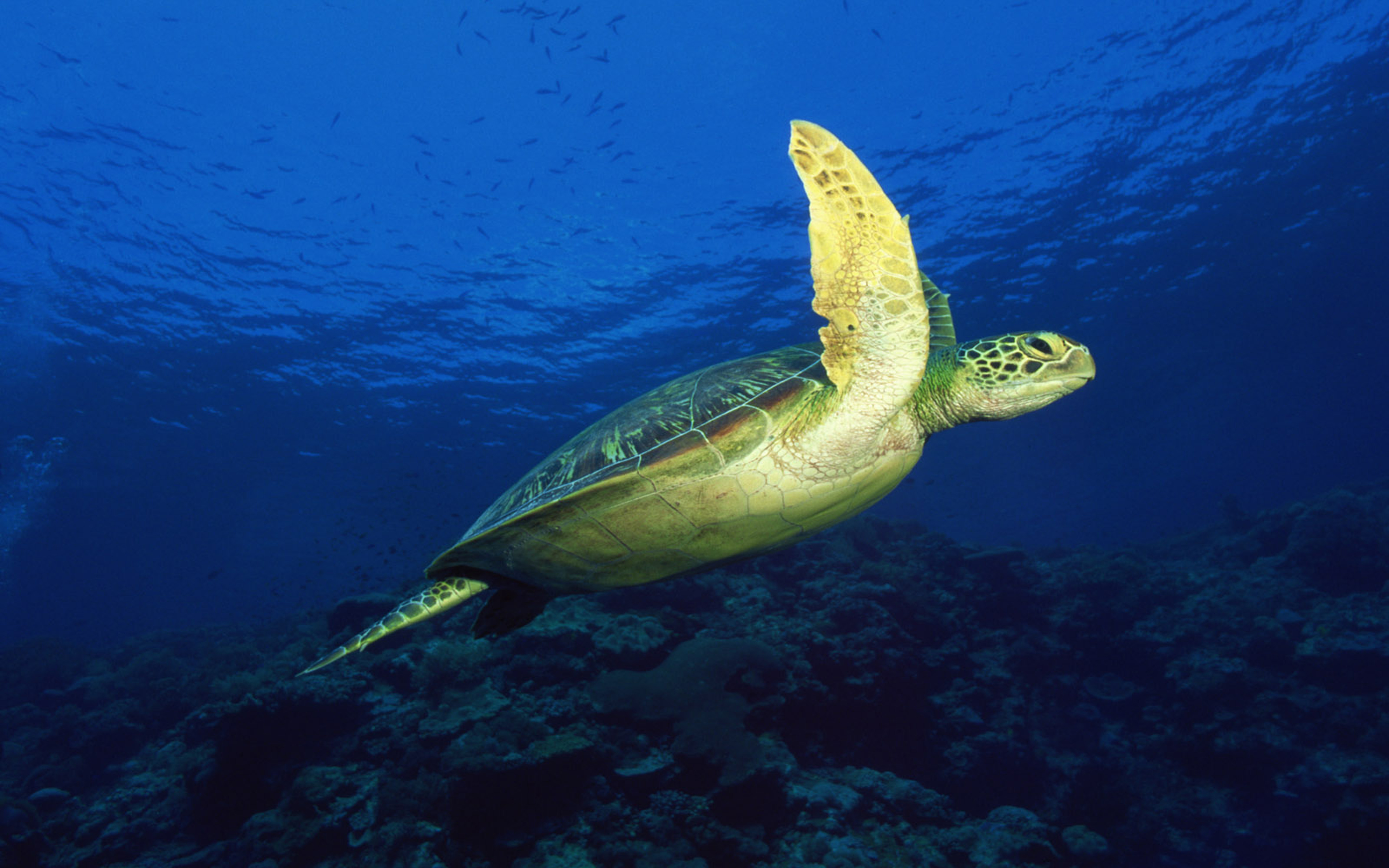 Рыбы морская черепаха. Морская черепаха. Водные обитатели. Подводный мир черепахи. Подводная черепаха.