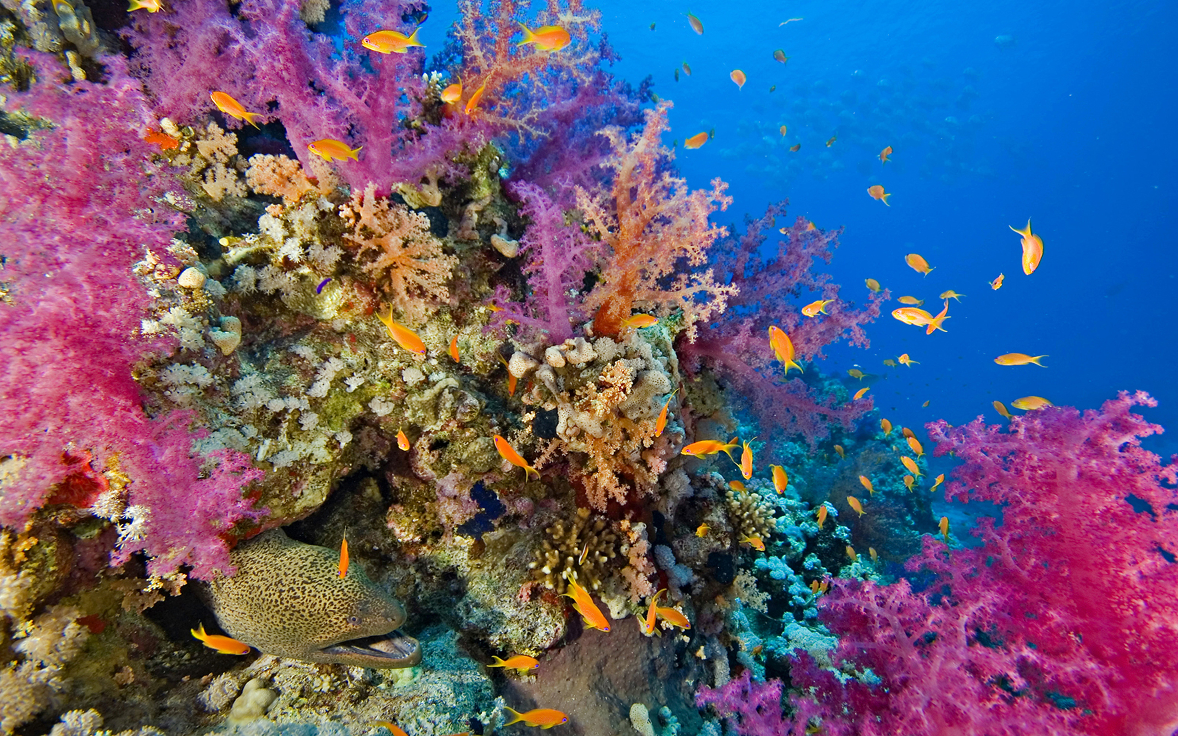 Seabed, Coral Reef With Coral And Fish Raja Ampat, Indonesia