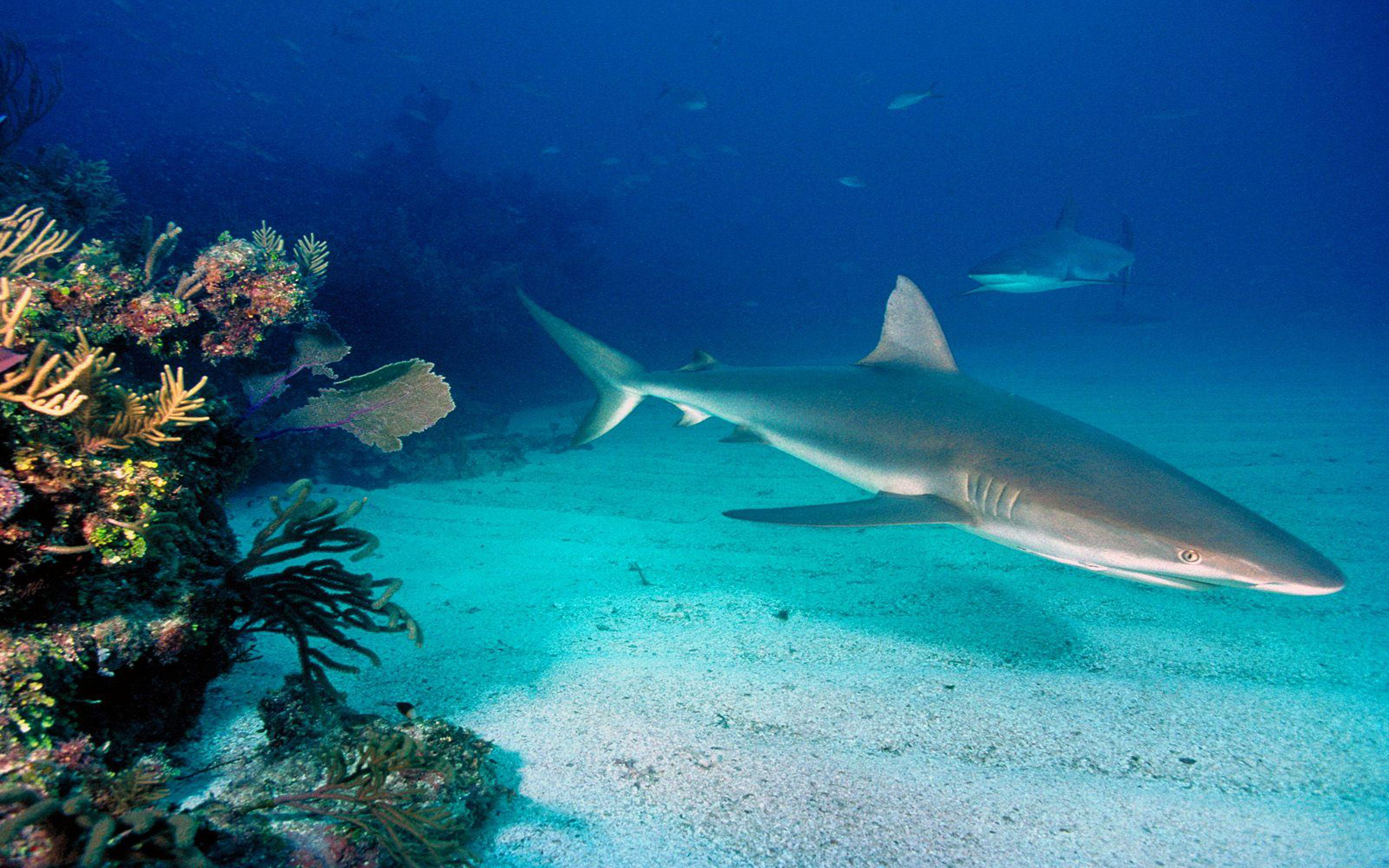 Есть ли в океане акулы. Карибская рифовая акула. Черноперая рифовая акула. Белоперая рифовая акула. Черноперая рифовая акула Мальдивы.
