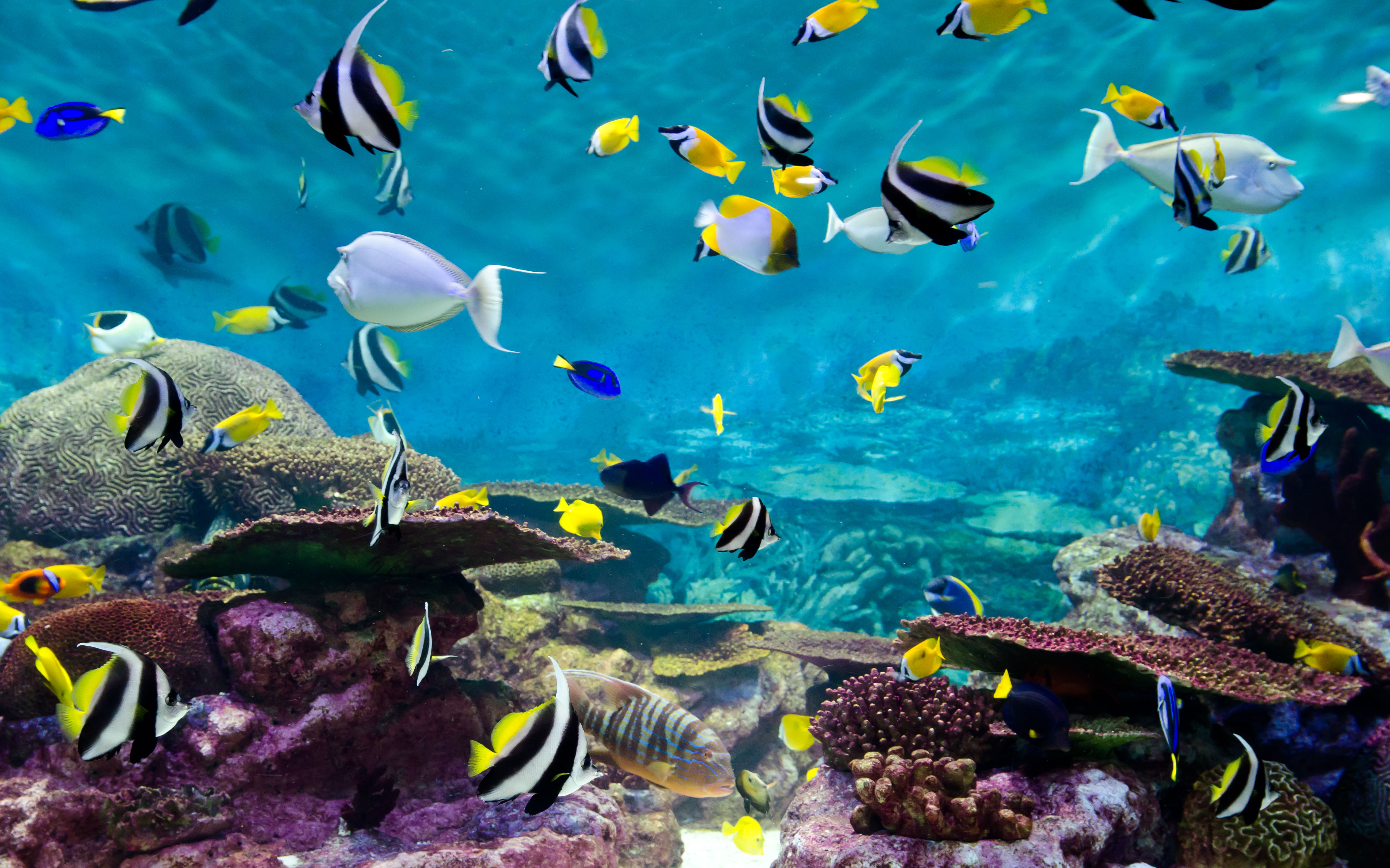 Fishes And Coral Underwater Life Wallpapers13 Com