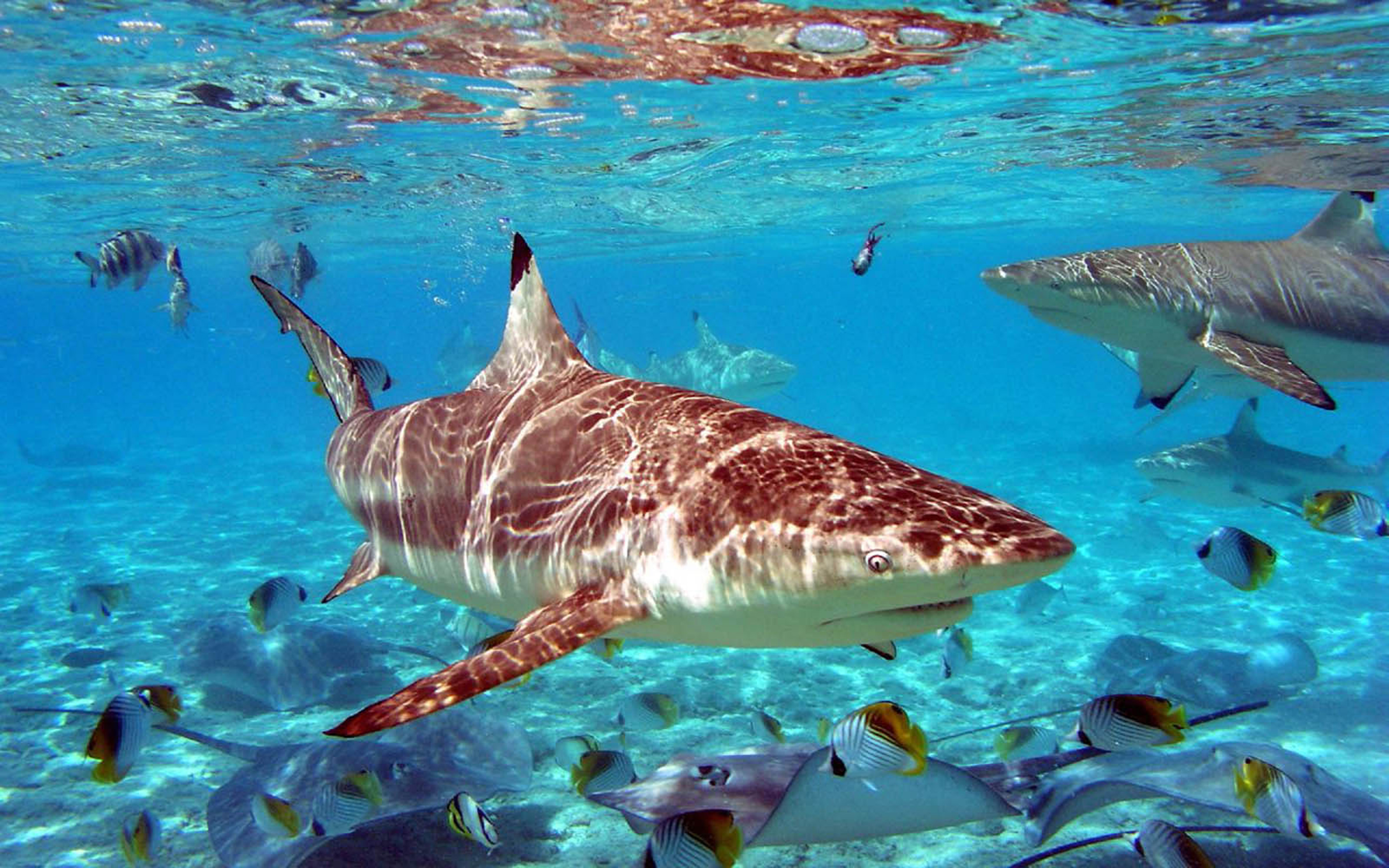 Какие рыбы в океане. Карибское море акулы. Рифовые акулы в Египте. Рифовая акула в Красном море. Рифовые акулы на Мальдивах.