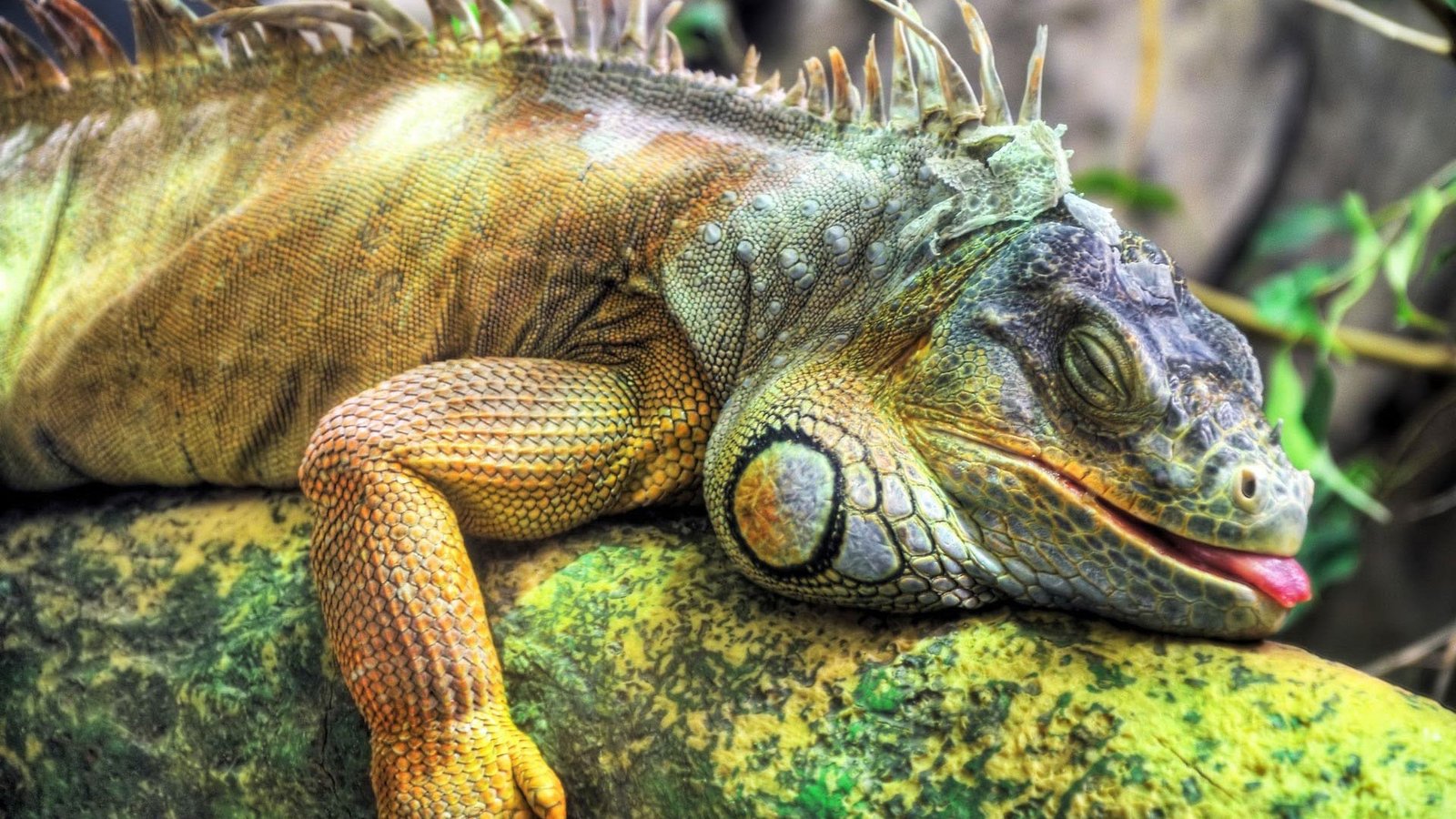 Sleepy Lizard, Iguana Sleep On The Wood Hd Wallpaper : Wallpapers13.com