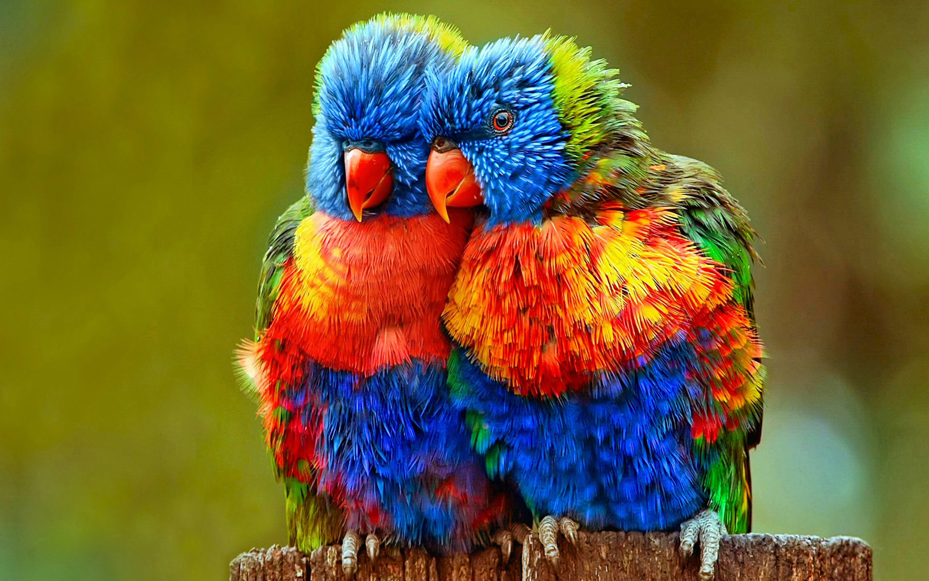 Small Colorful Parrots Wallpapers Hd : Wallpapers13.com