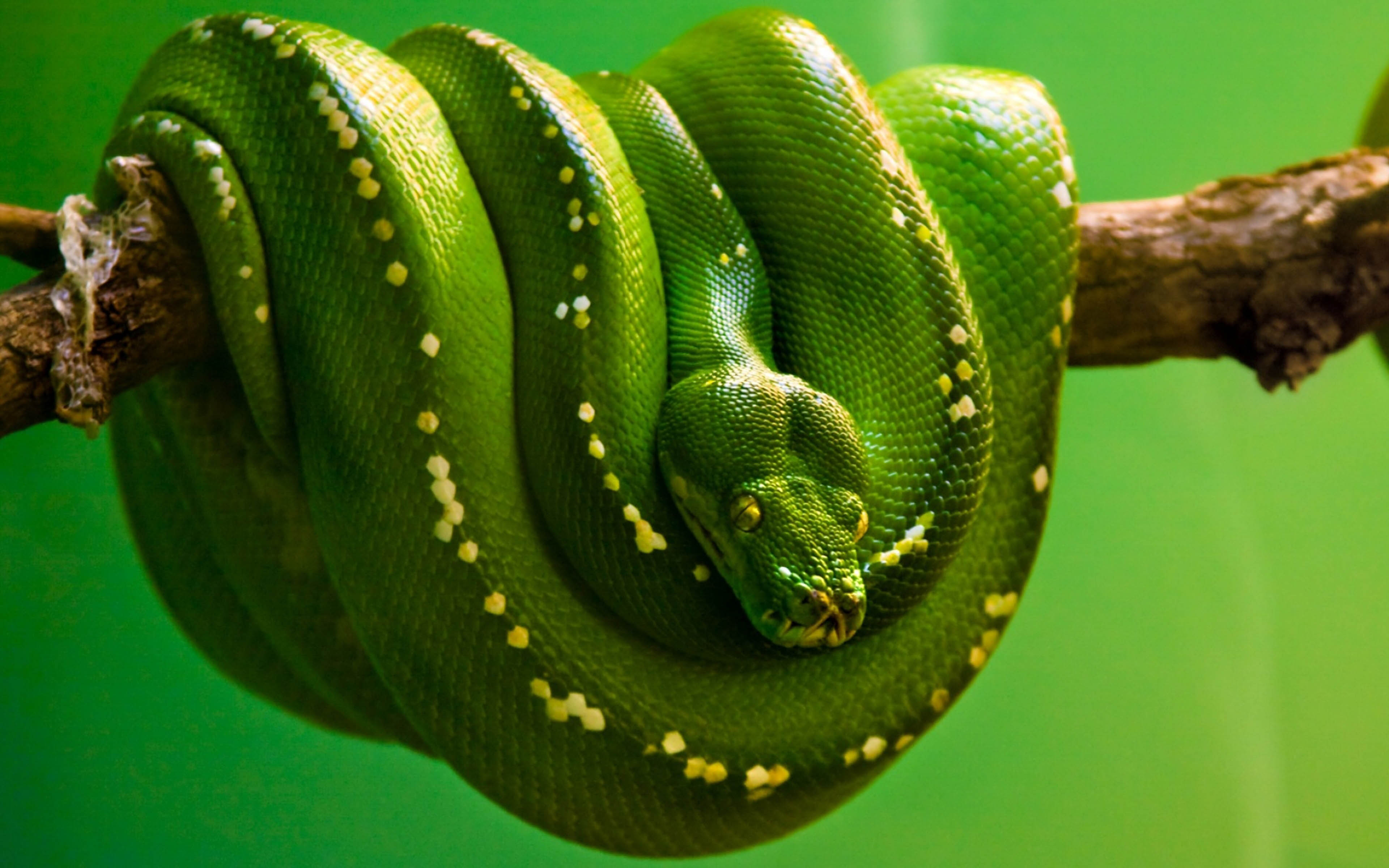 Тропическая змея 4. Зеленый питон (Morelia viridis). Собакоголовый удав. Собакоголовый питон. Змея питон зеленый.