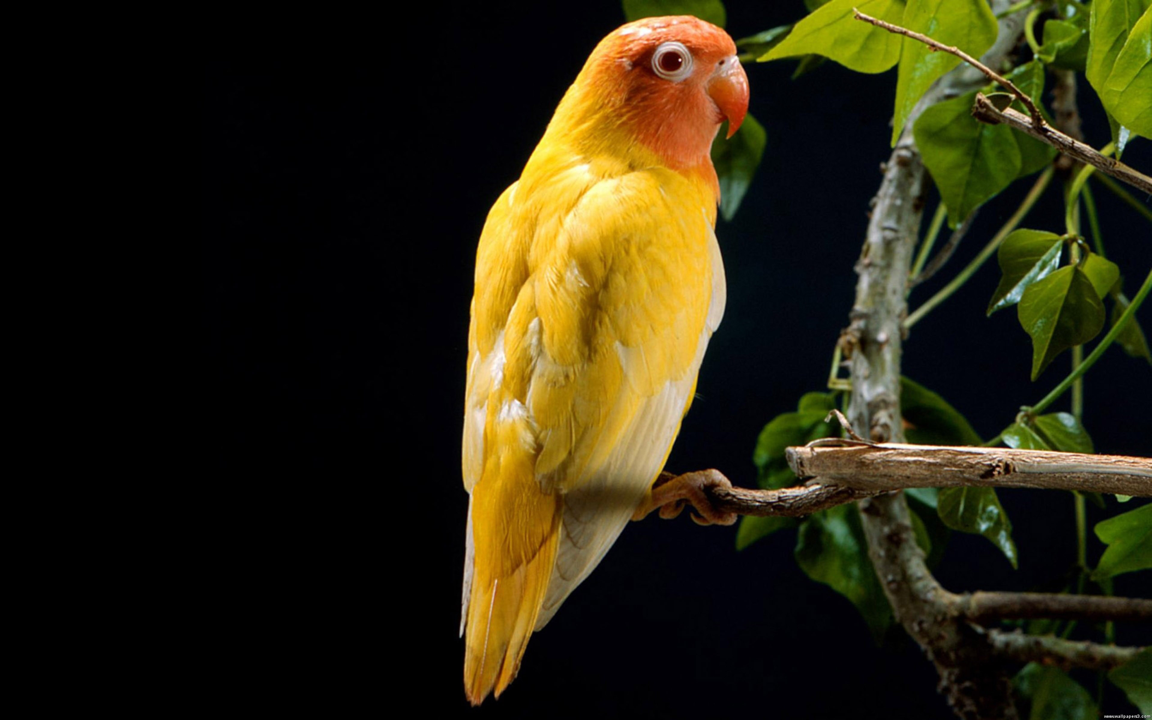 Beautiful Yelow Parrots-Birds-Dekstop Wallpapers Hd : 