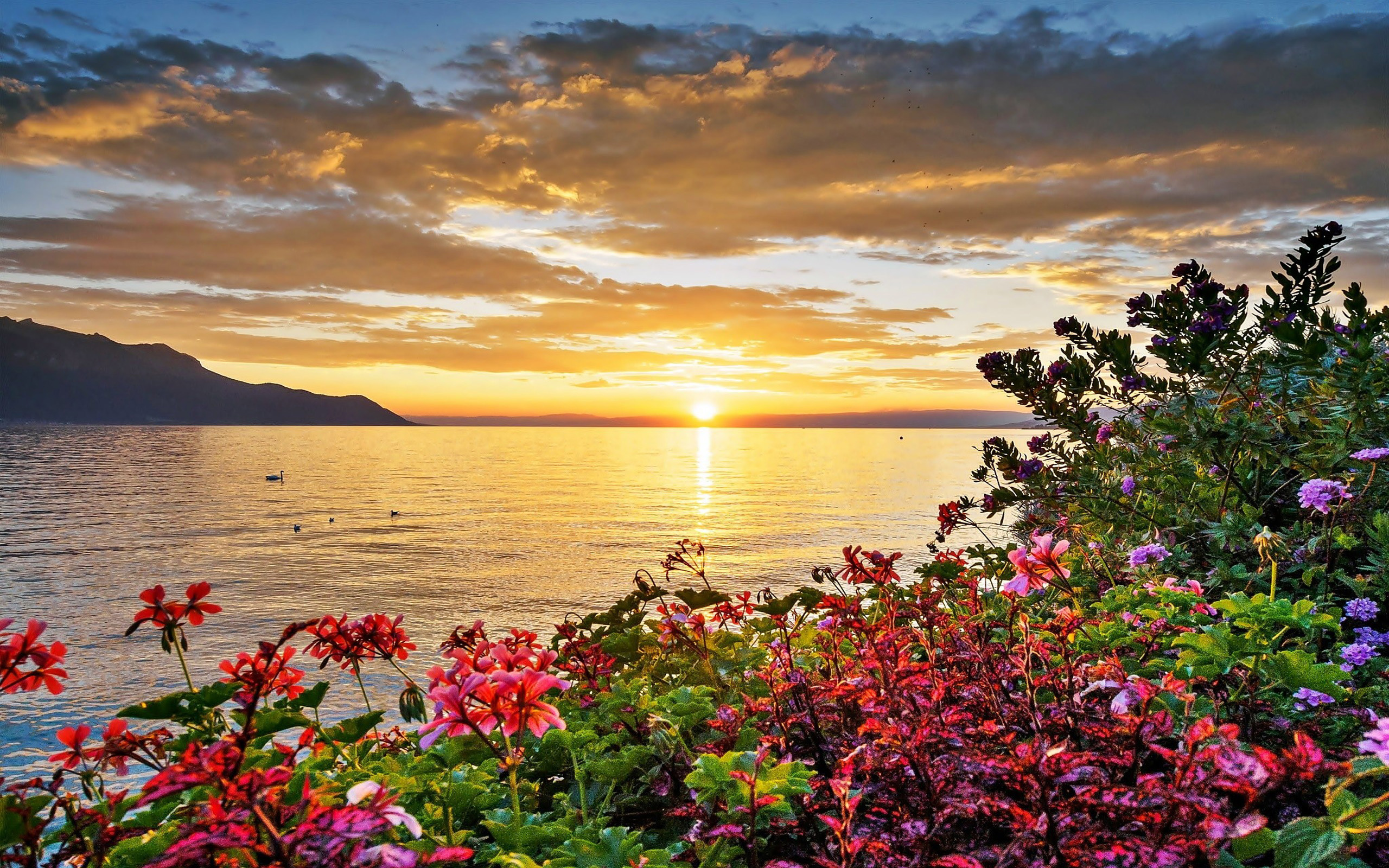 Яркие цветы на море. Азорские острова природа закат. Женевское озеро горы цветы. Рассвет море горы. Рассвет на море.