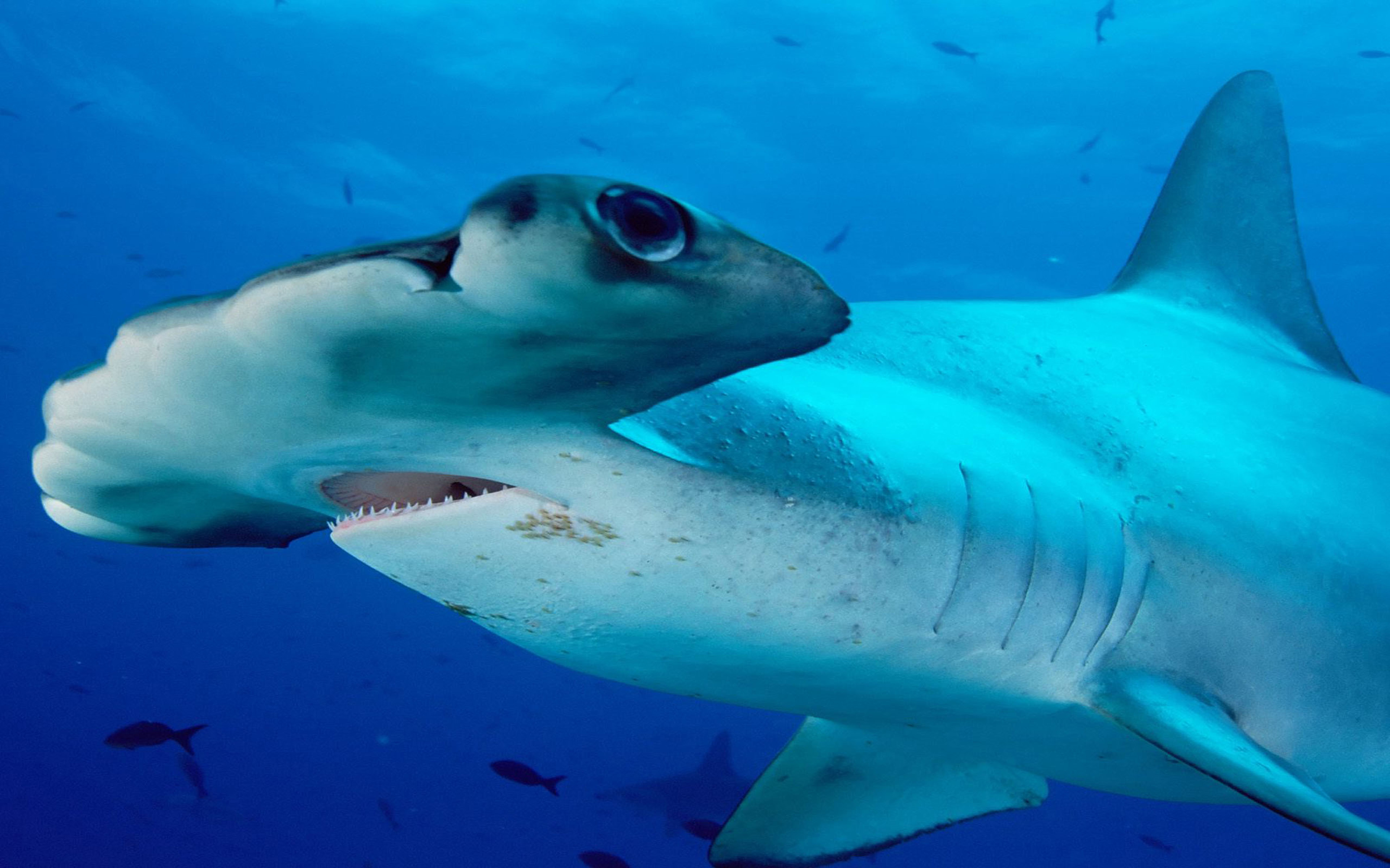 The Baked Noodle (sphyrna Lewini) Is A Type Of Hammerhead Sharks, And ...