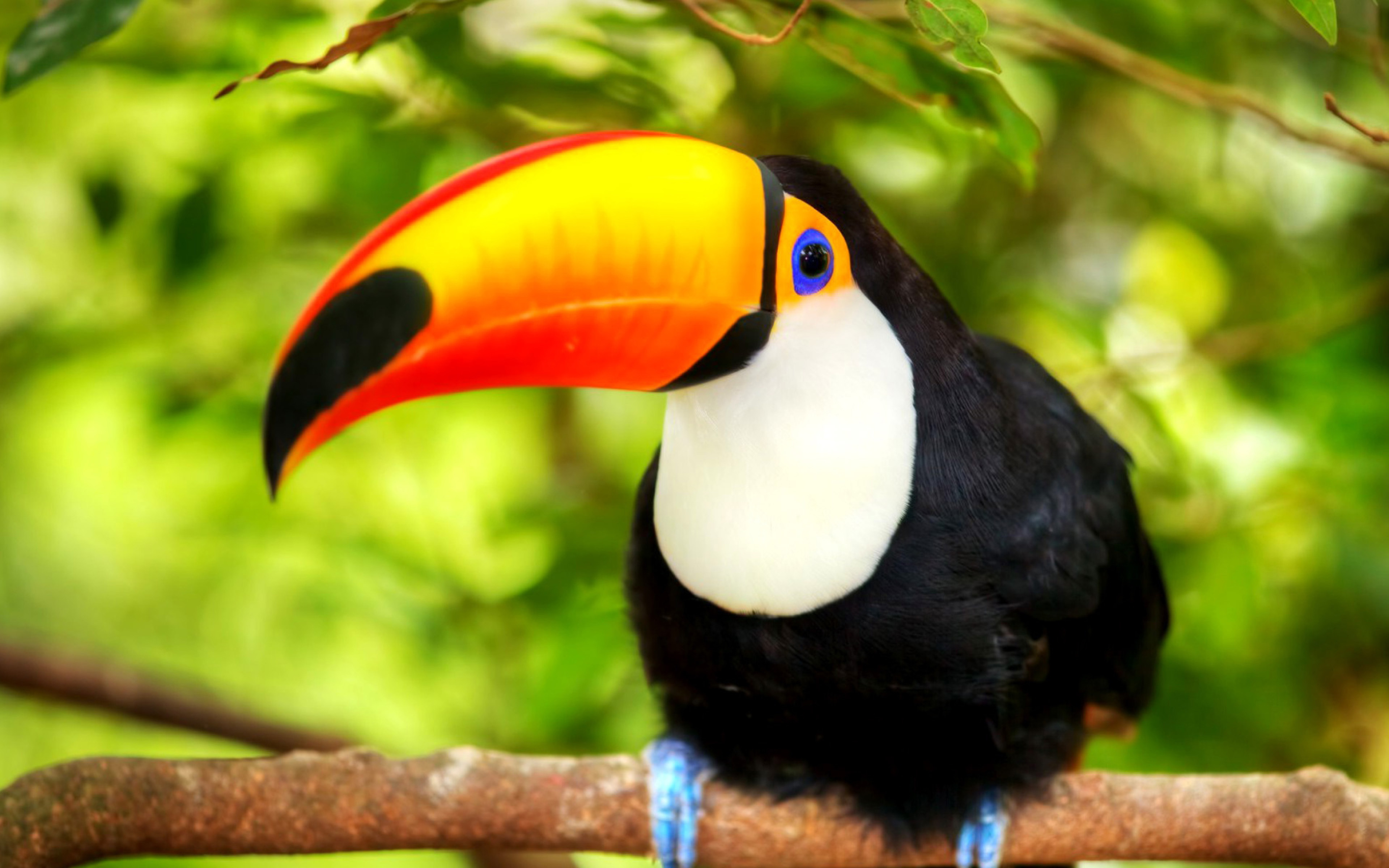HD colorful toucan wallpapers  Peakpx