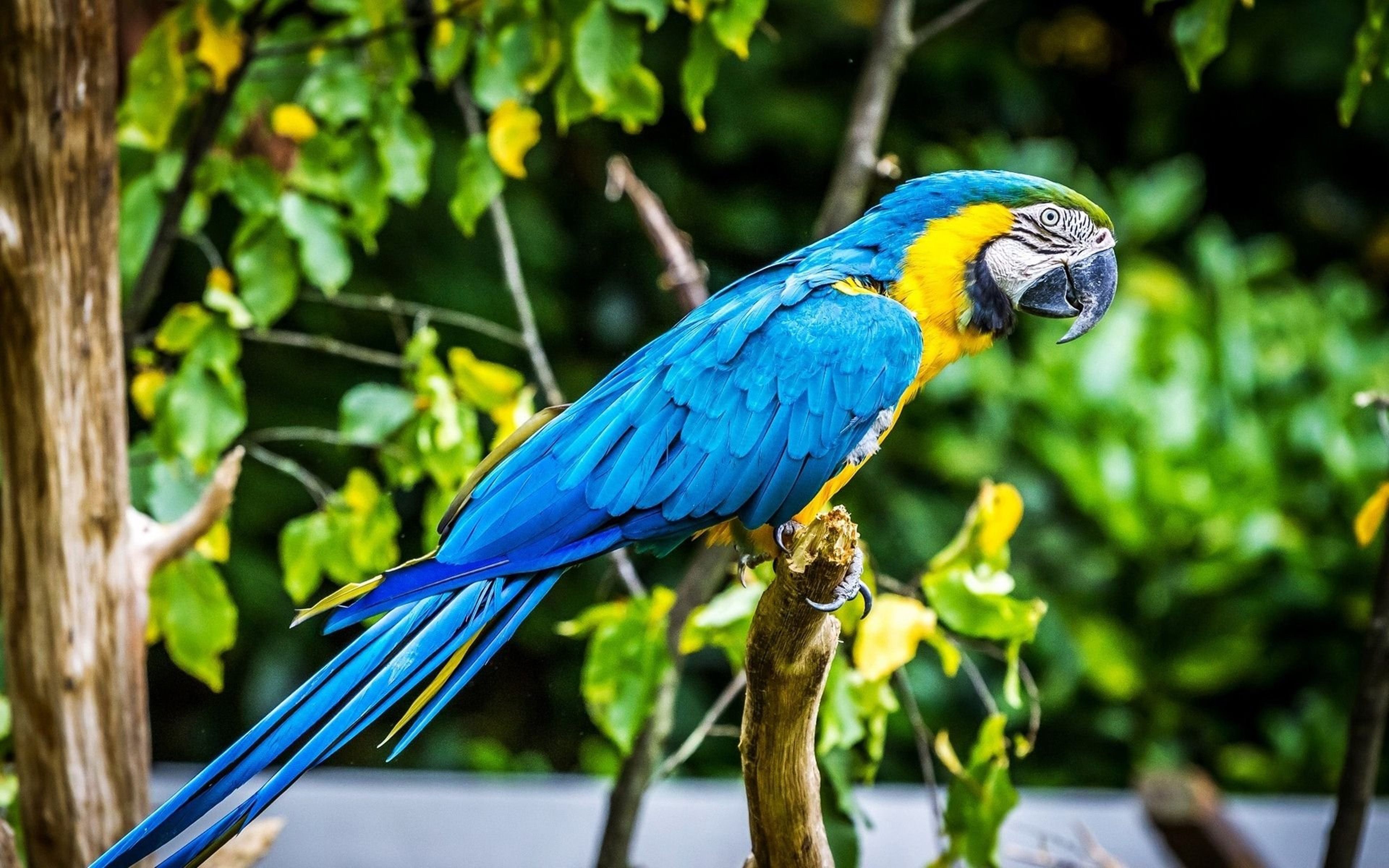 Попугай ара говорит. Попугай ара. Ара ара попугай. Попугай ара сине-жёлтый (Ara ararauna). Попугай ара синий красный.