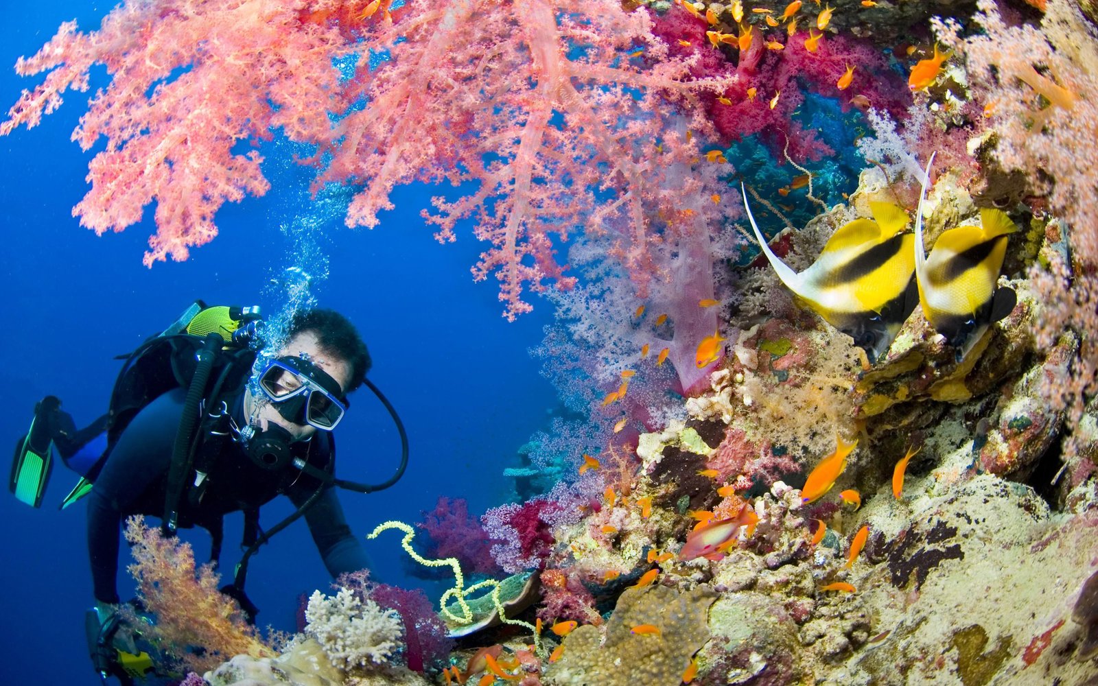 Underwater World Ocean Seabed Diver Barrier Reef With Coral Colored