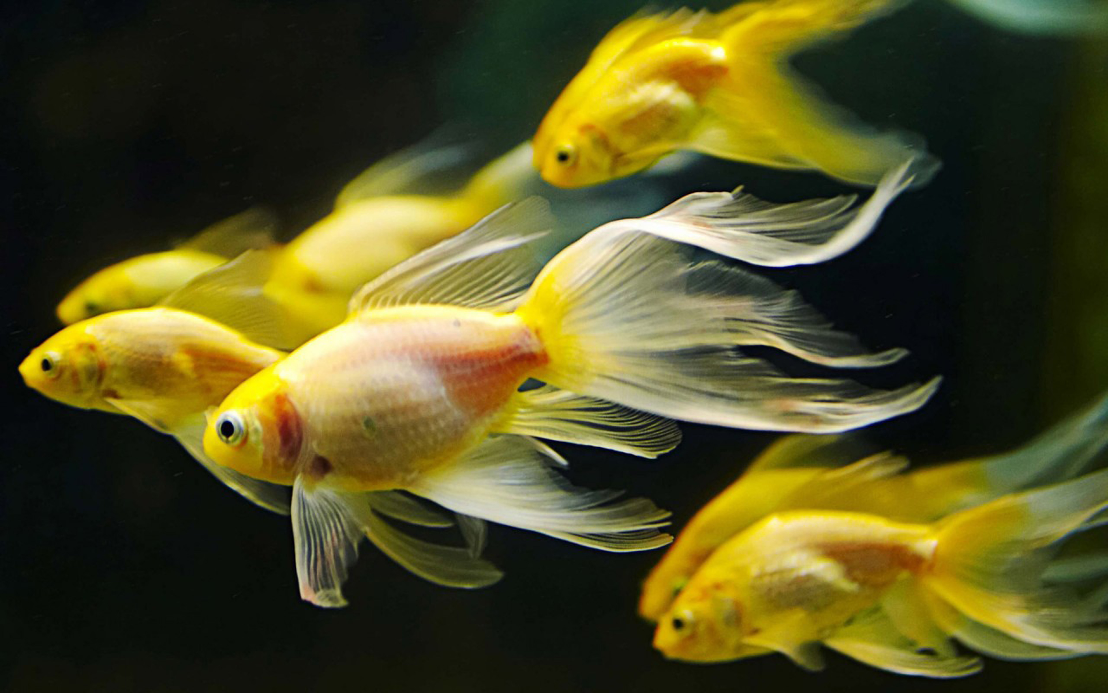Underwater Fish Fishes Goldfish Gold Fish Wallpaper Background