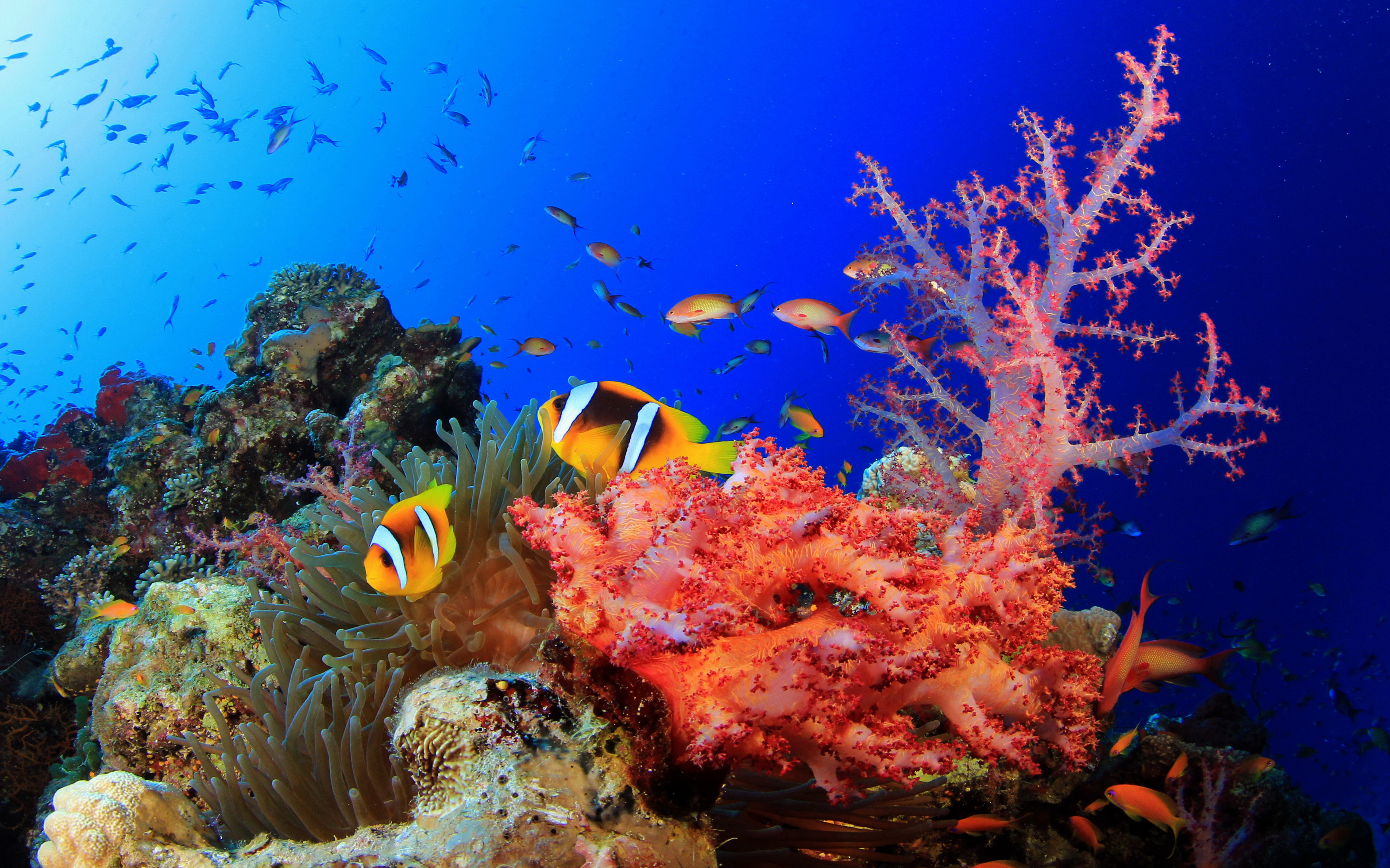 Underwater World Okean Corals Tropical Colorful Fish Hd ...
