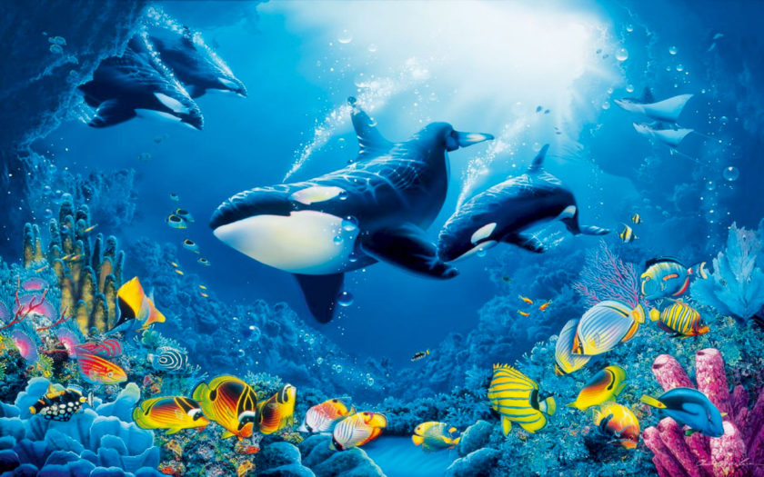 Underwater World, Coral Reef, Colorful Fish Marine Fauna With Ocean Orcas  Killer Whales : 