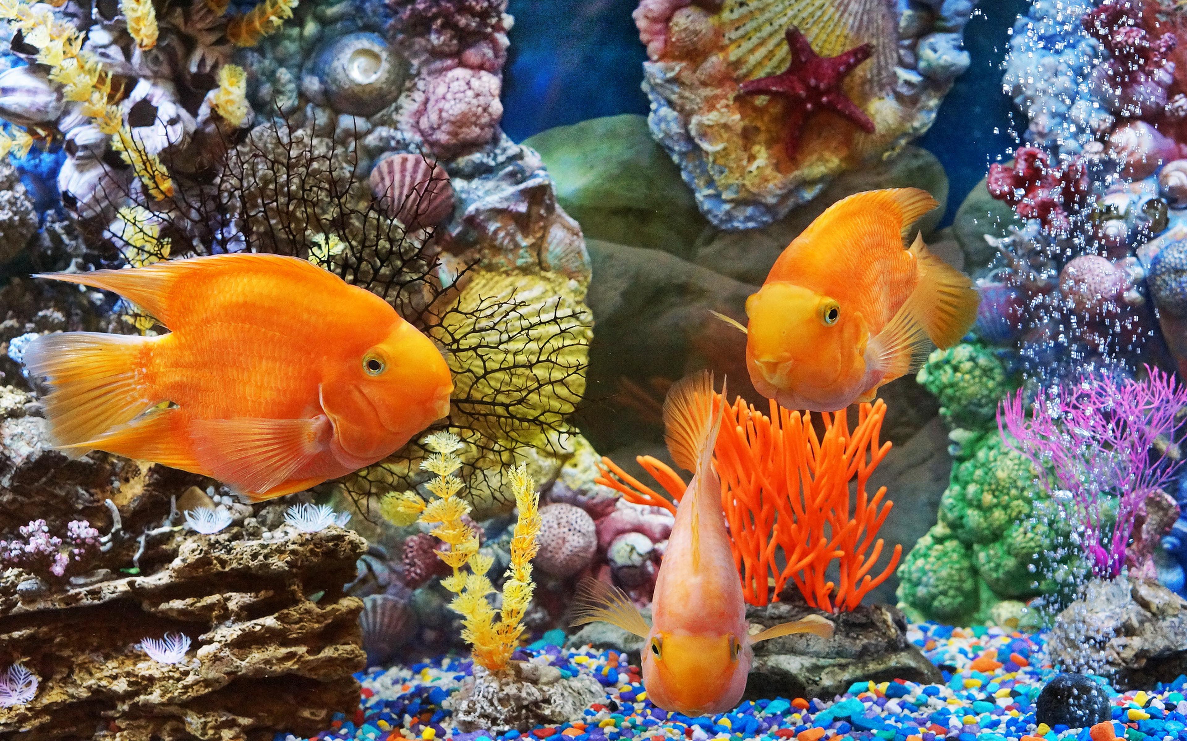 Underwater World Tropical Fish Desktop Background Hd ...
