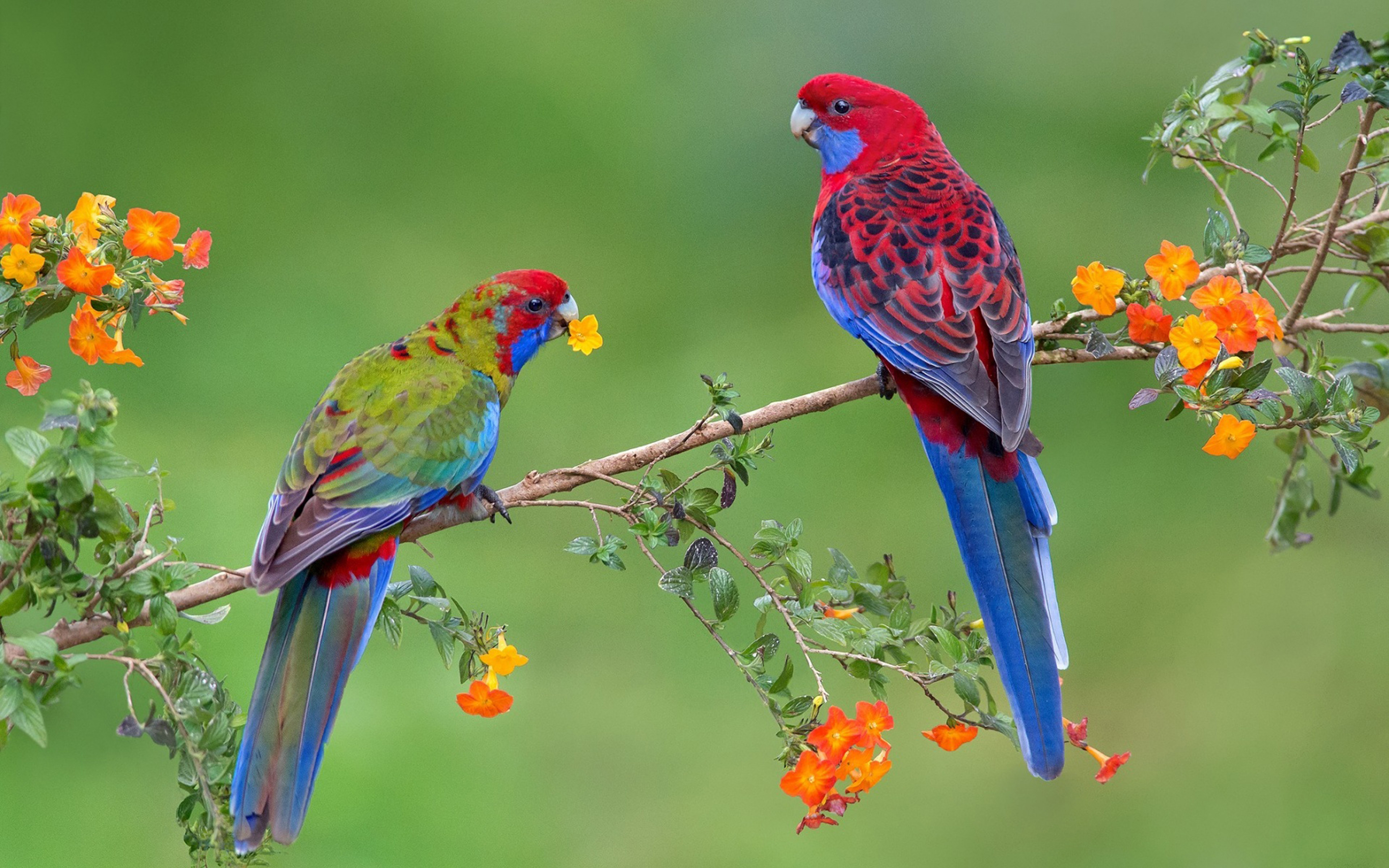Colorful Parrots Couple HD Birds 4k Wallpapers Images Backgrounds  Photos and Pictures