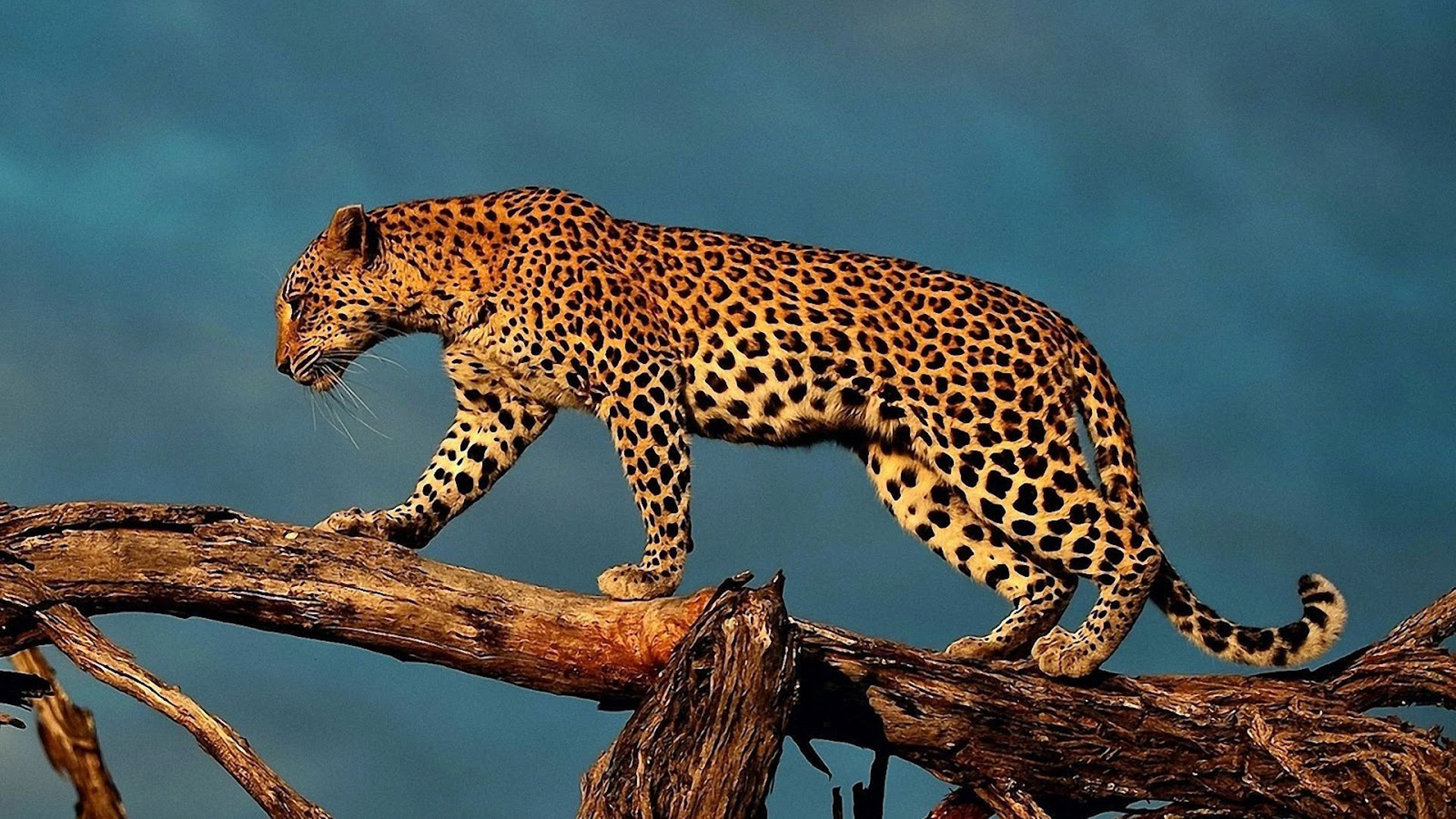 La animal. Яванский леопард. Дальневосточный леопард и Африканский леопард. Леопард в саванне. Берберийский леопард.