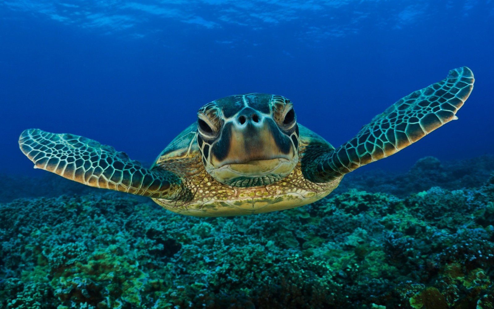 Wallpaper Hd Sea Turtleraja Ampat : Wallpapers13.com