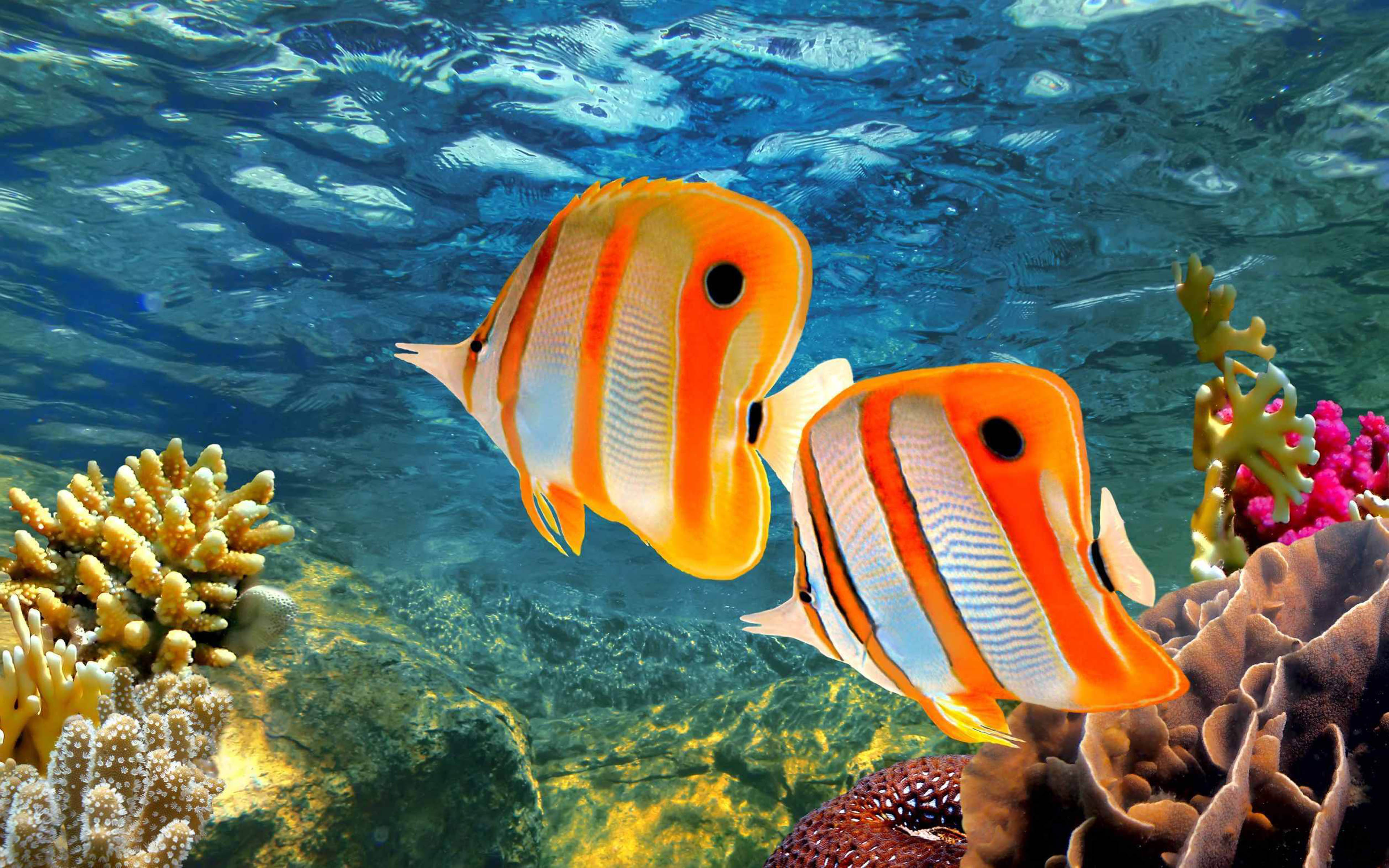 Обитатели океана рыбы. Большой Барьерный риф рыбки. Большой Барьерный риф рыбы бабочки. Барьерный риф Австралии рыба бабочка. Chelmon rostratus.