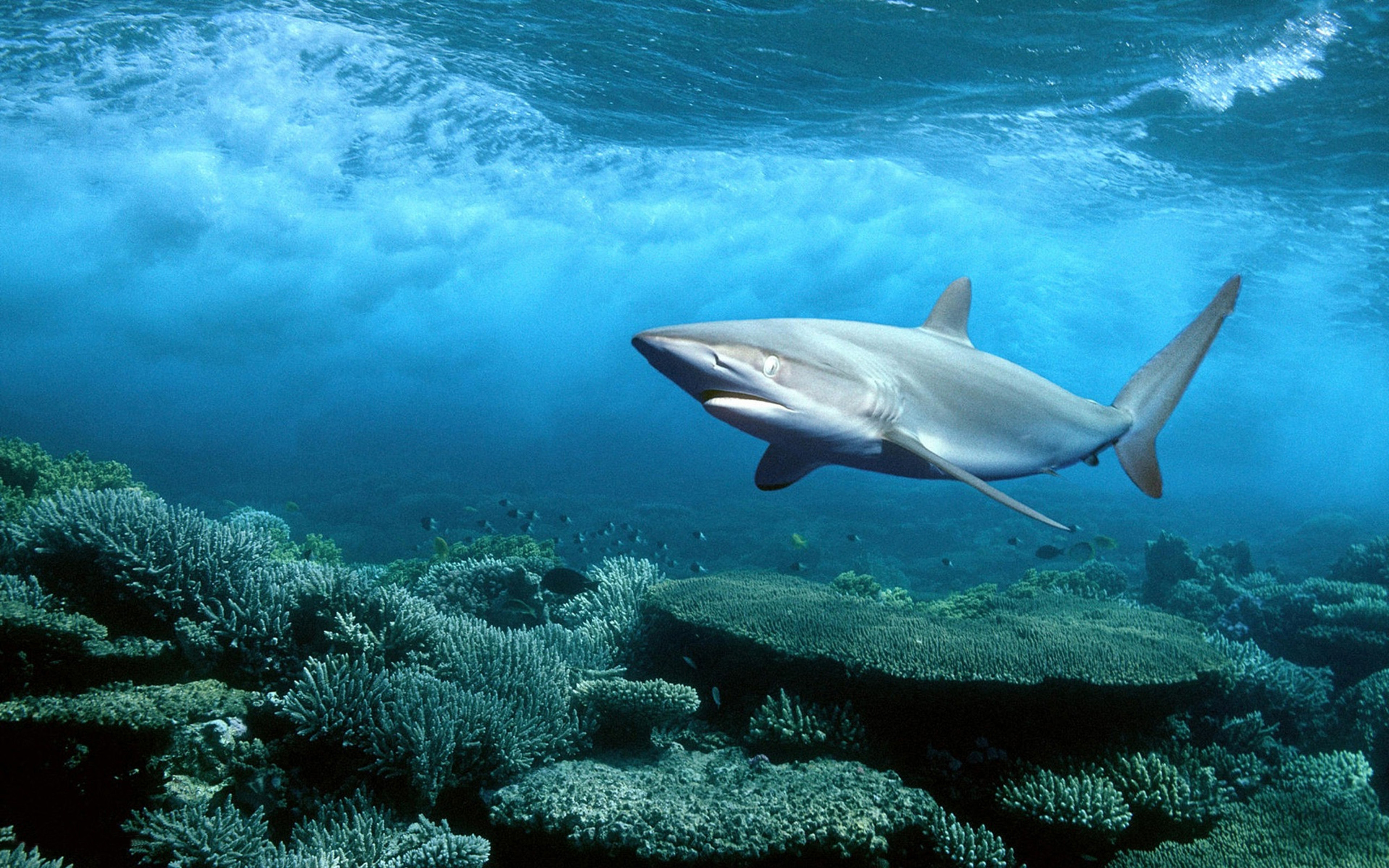 Есть ли в океане акулы. Океаническая рифовая акула. Галапагосская рифовая серая акула. Длиннокрылая акула. Песчаная рифовая акула.