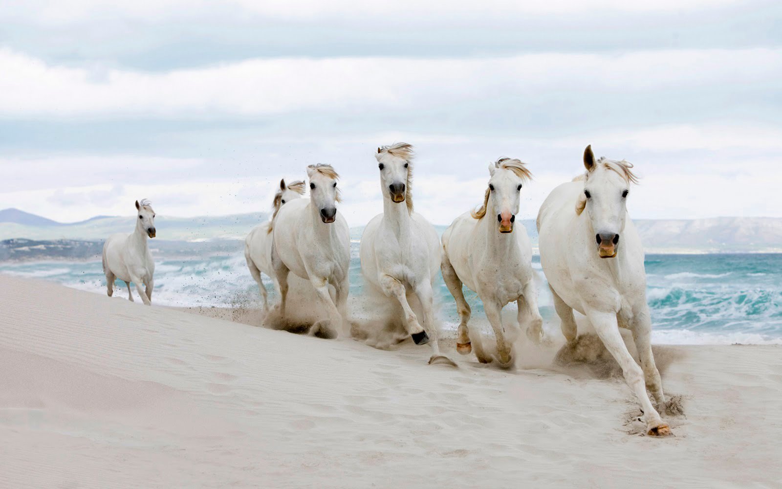 White Wild Horses The Sea Beach Hd Wallpapers : Wallpapers13.com