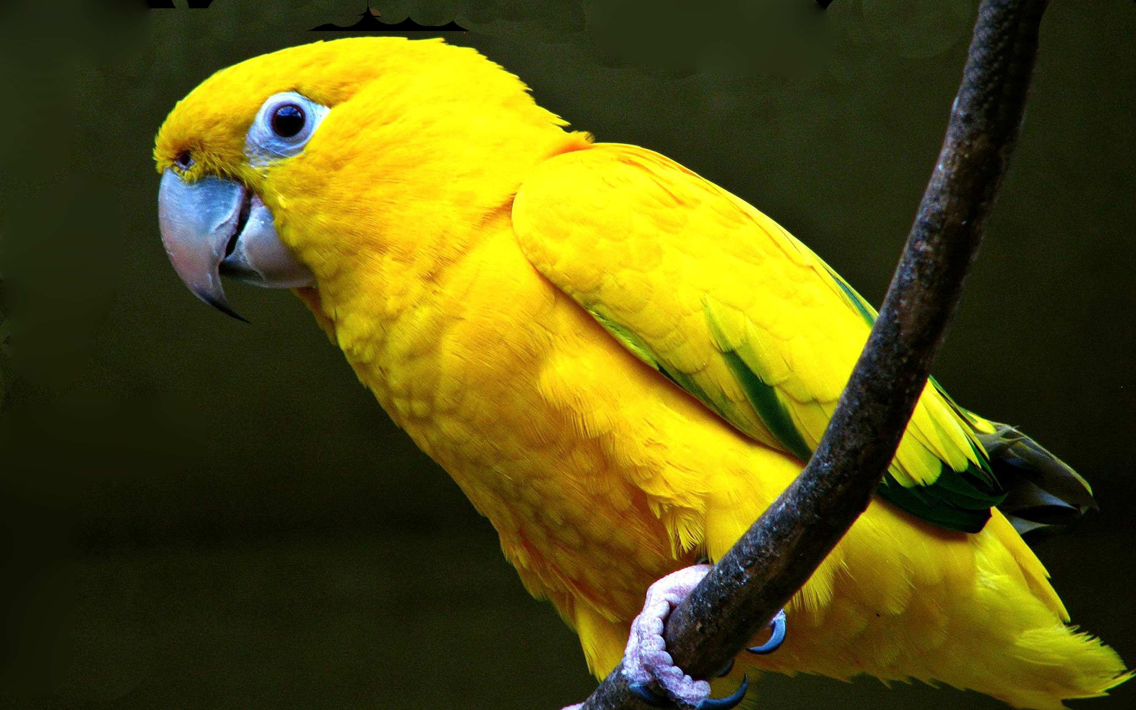 Желтый в реальной жизни. Аратинга ендайя попугай. Попугай золотой аратинга. Попугай Солнечный аратинга. Попугай аратинга желтый.