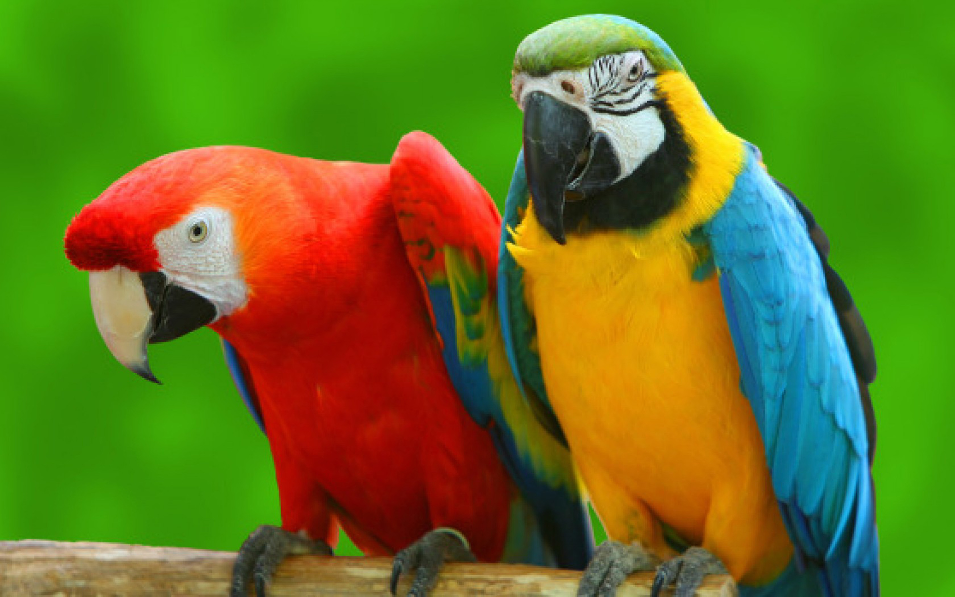 Yelow And Red Parrots Branches Birds Hd Wallpapers : Wallpapers13.com